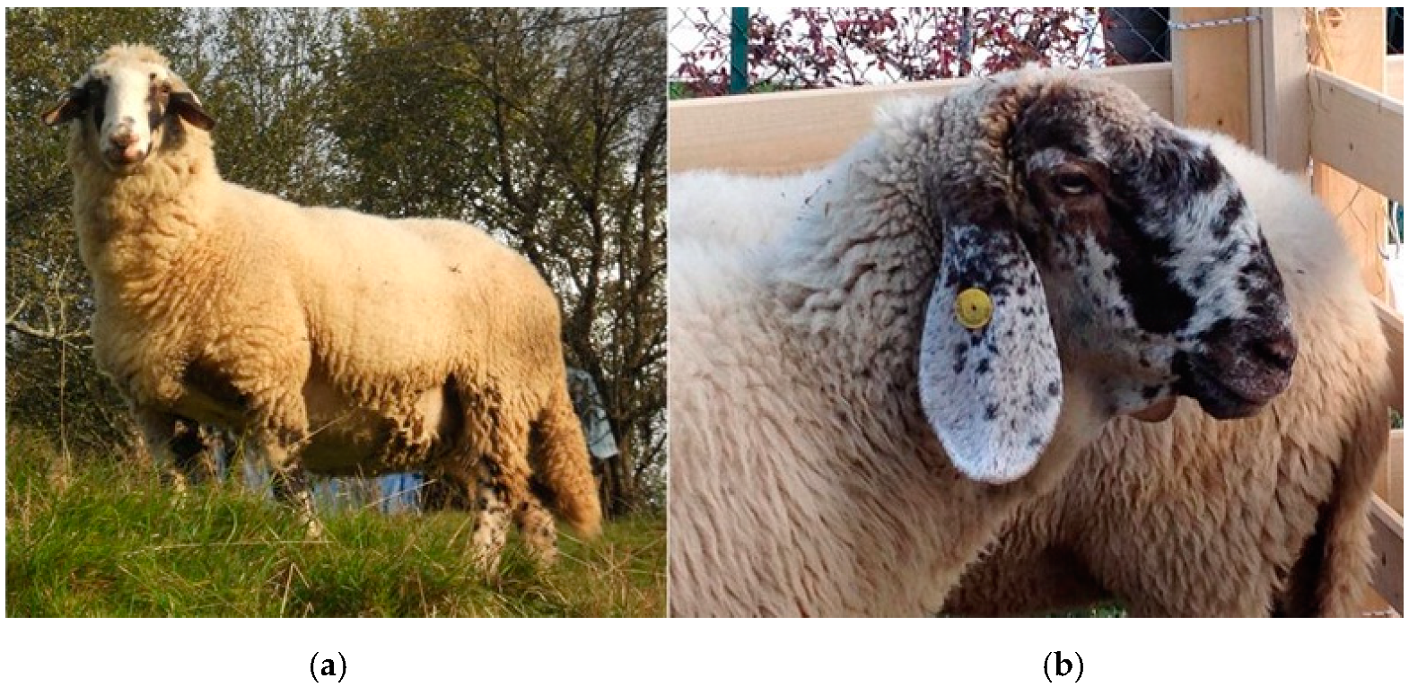 Sustainability | Free Full-Text | Added Value of Local Sheep Breeds in Alpine Agroecosystems Sustainability | Free Full-Text | Added Value of Local Sheep Breeds in Alpine Agroecosystems