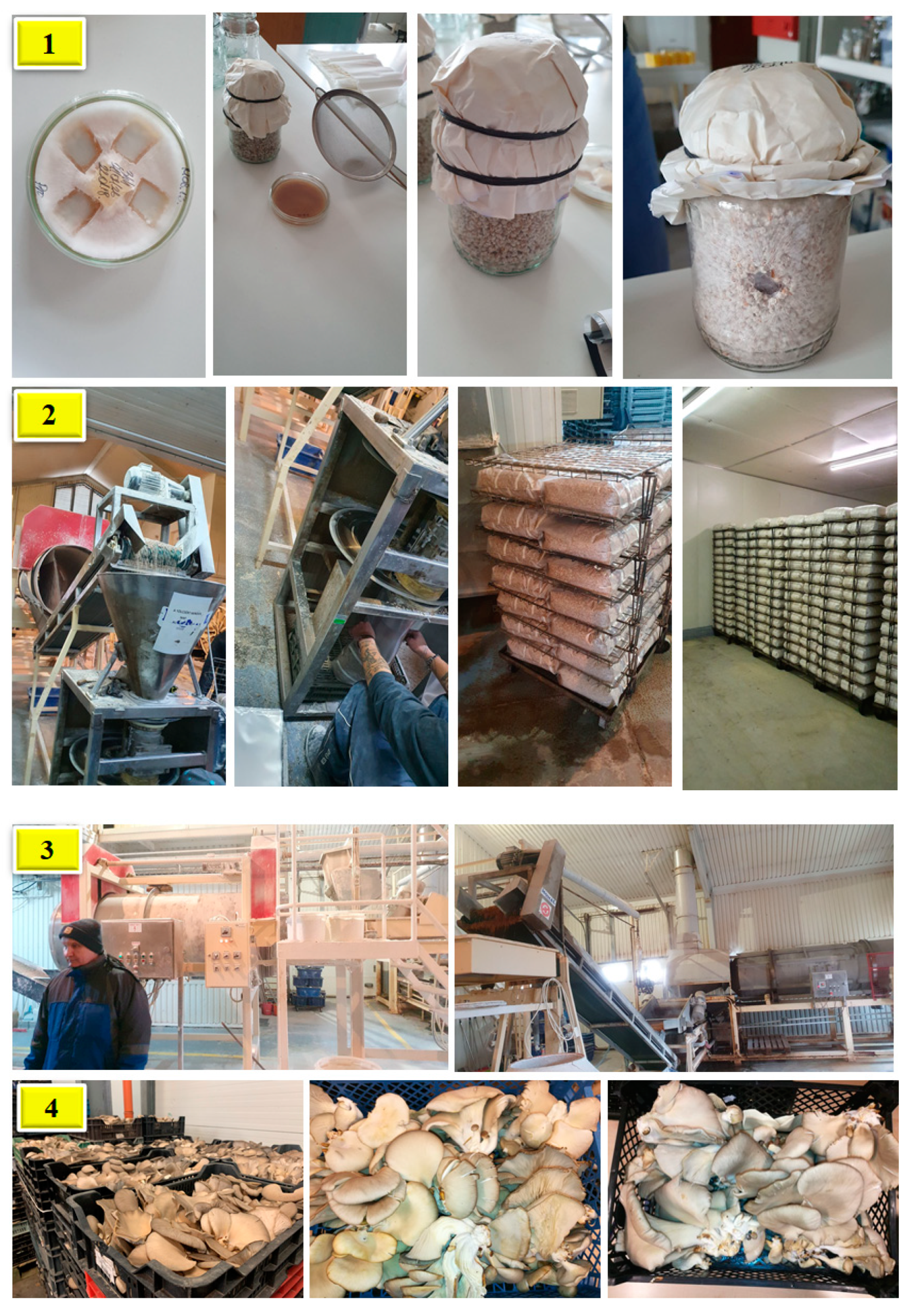 Sustainability | Free Full-Text | Edible Mushrooms for Sustainable