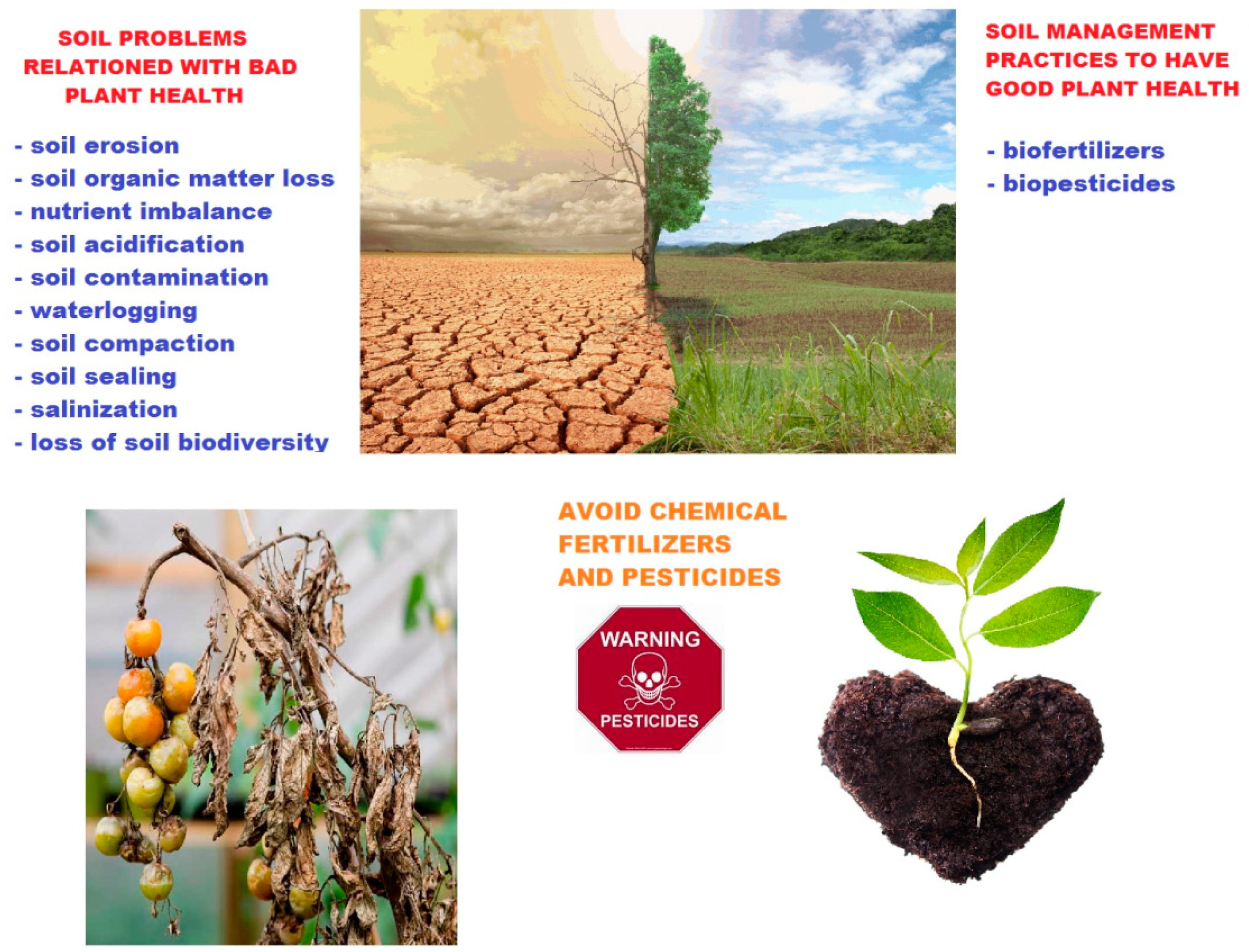 Creating Fertile Grounds: An Easy Guide to Improving Poor Soil Structure & pH Levels for Optimal Gardening Success