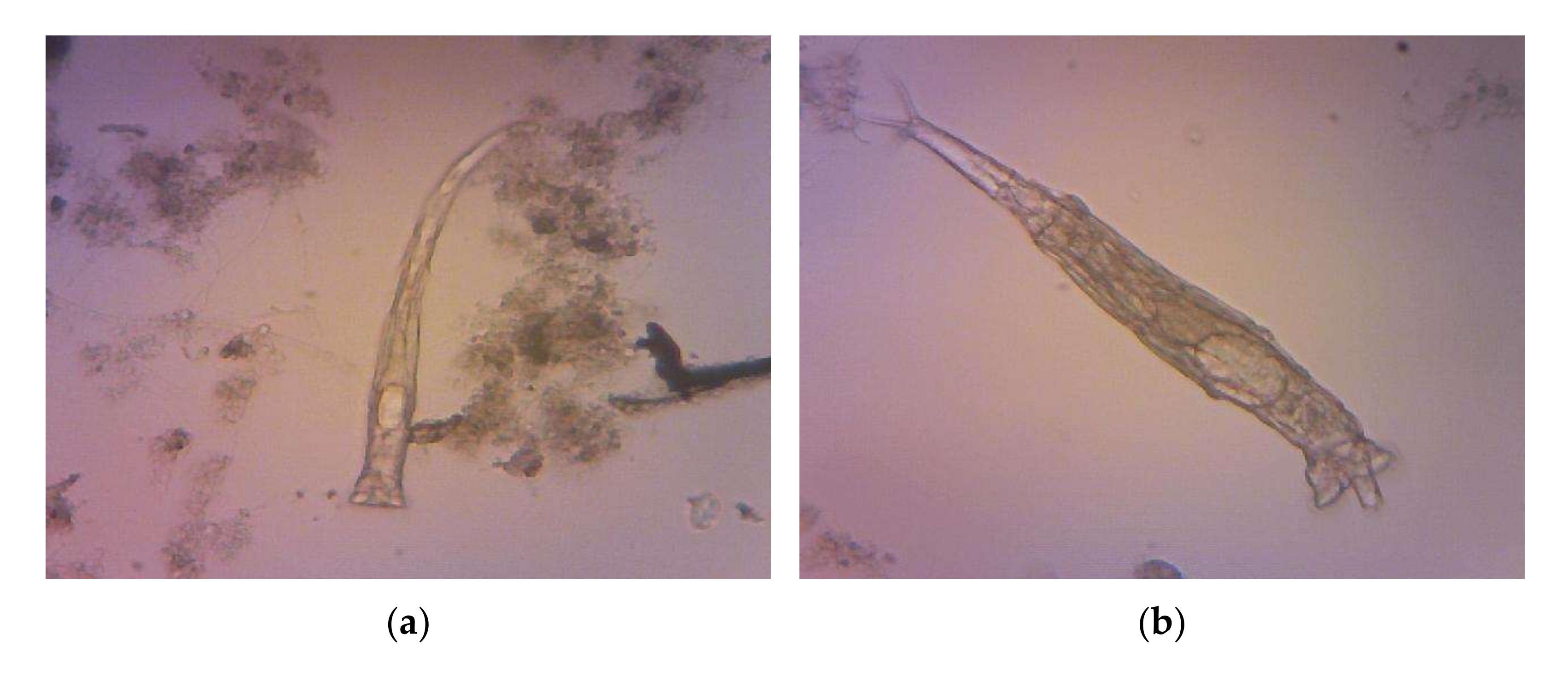 Sustainability 14 05443 g010a 550