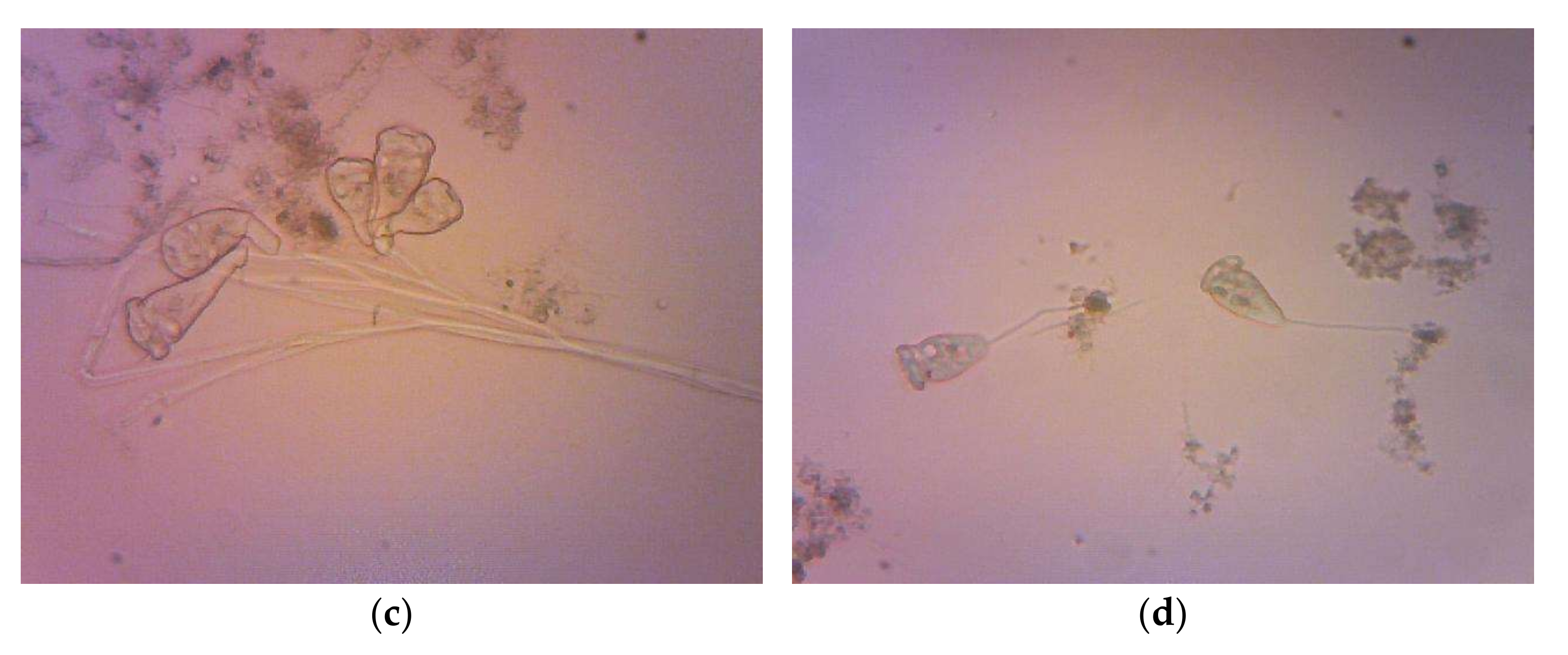 Sustainability 14 05443 g010b 550