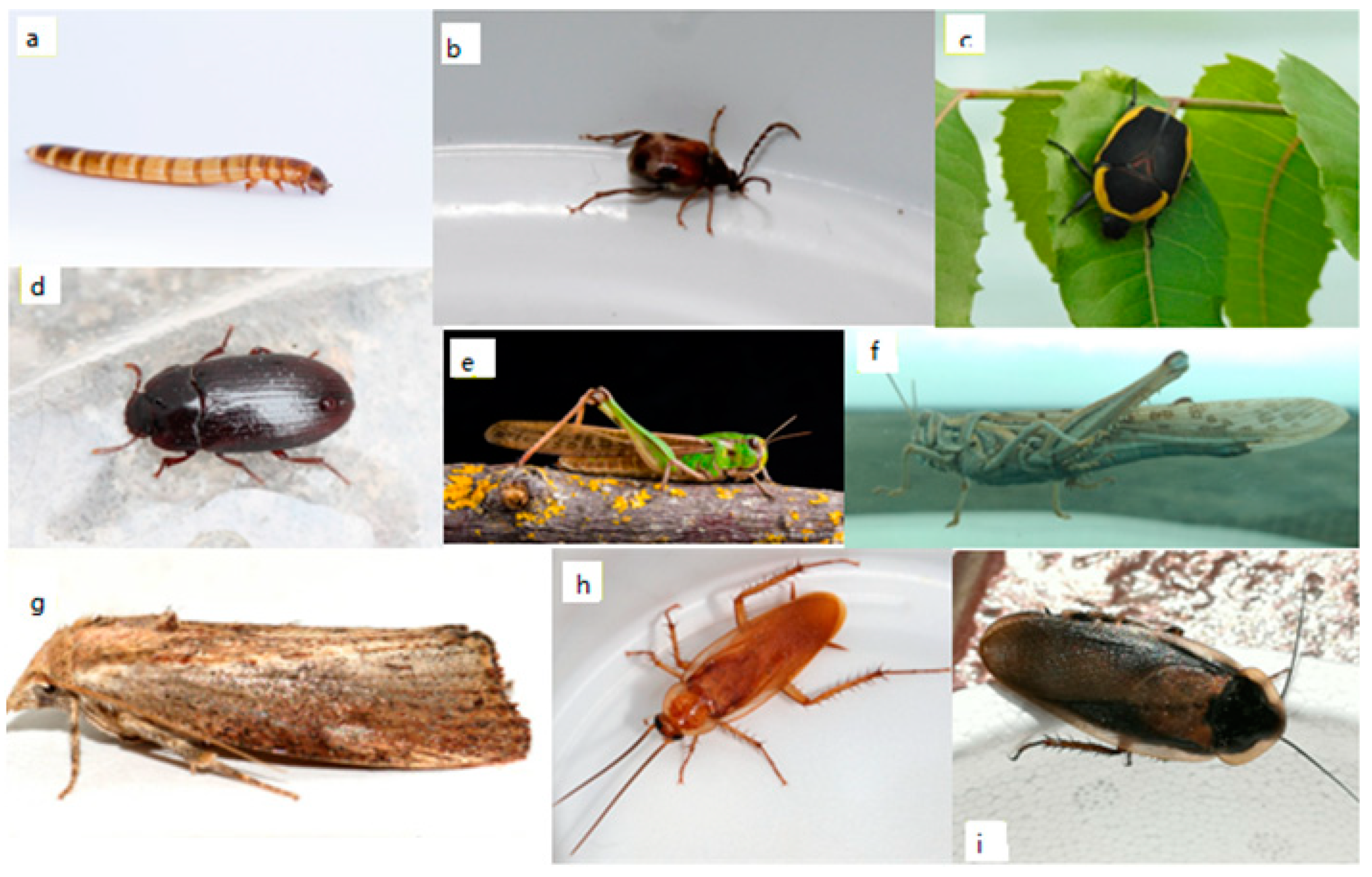 Sustainability 14 06361 g0a2 Sustainability 14 06361 g0a2