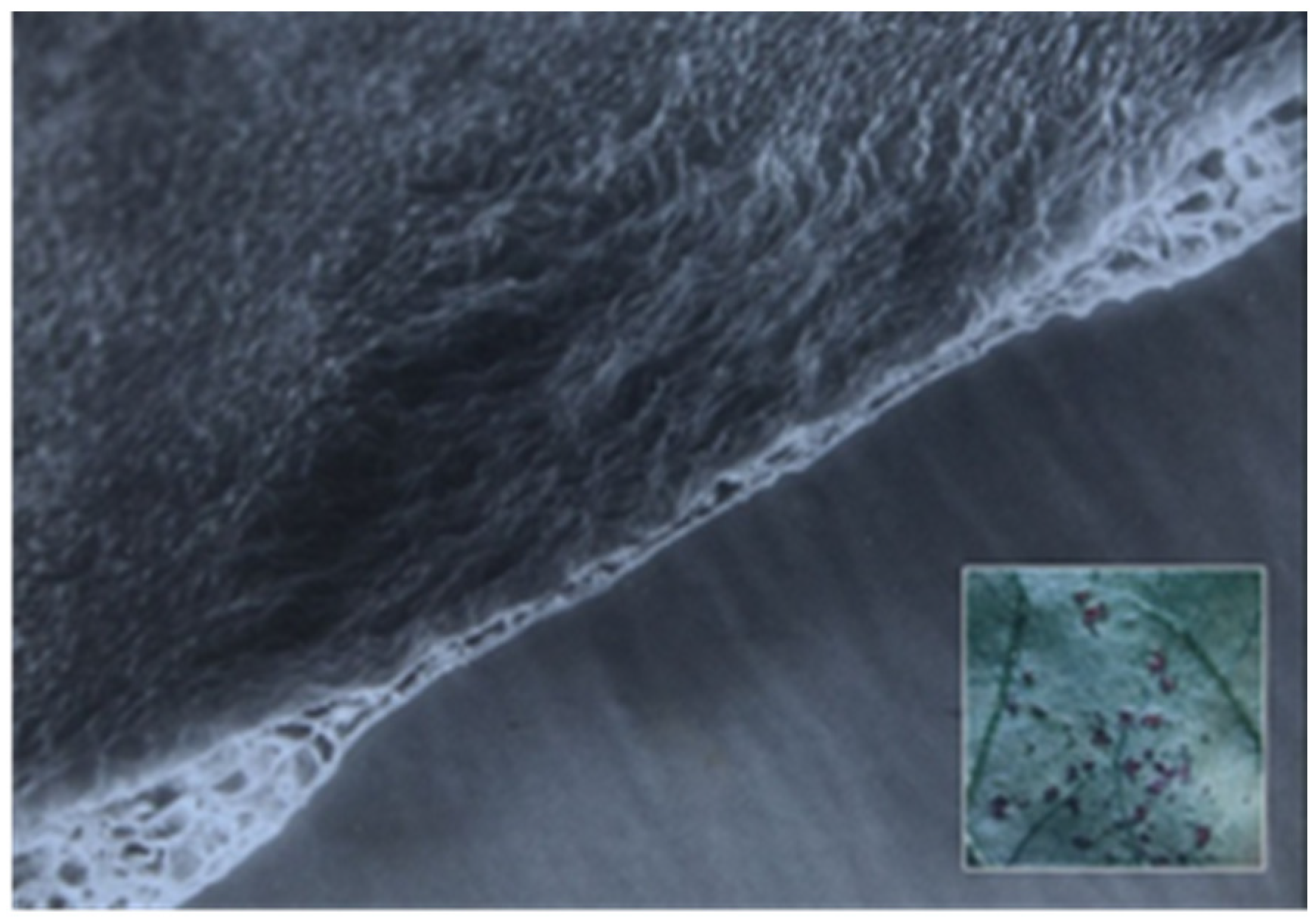 Sustainability 14 06458 g003