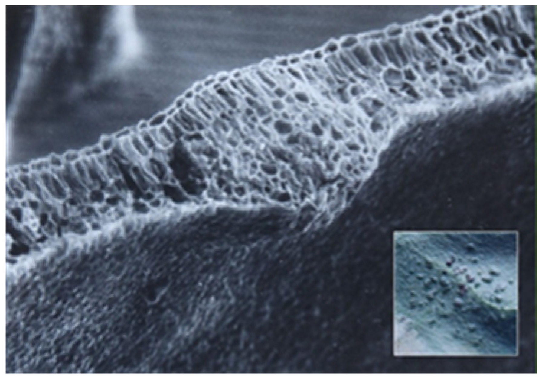 Sustainability 14 06458 g004