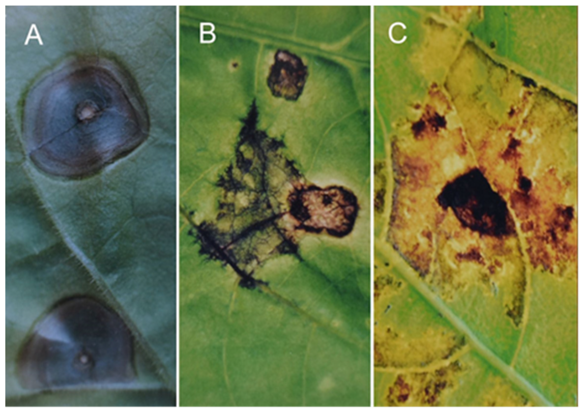 Sustainability 14 06458 g013