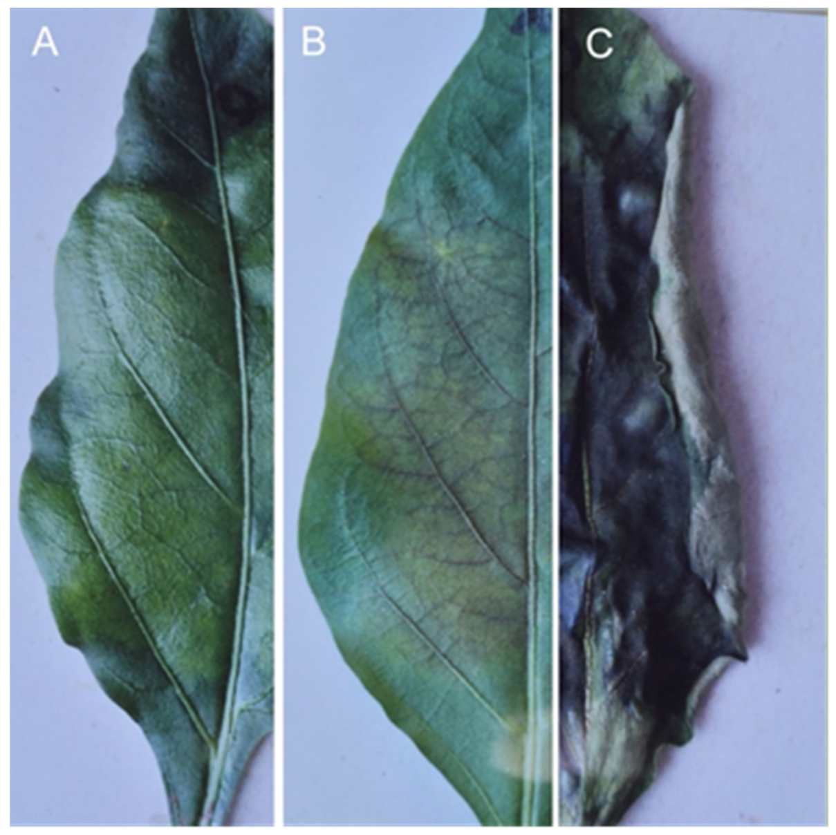 Sustainability 14 06458 g021