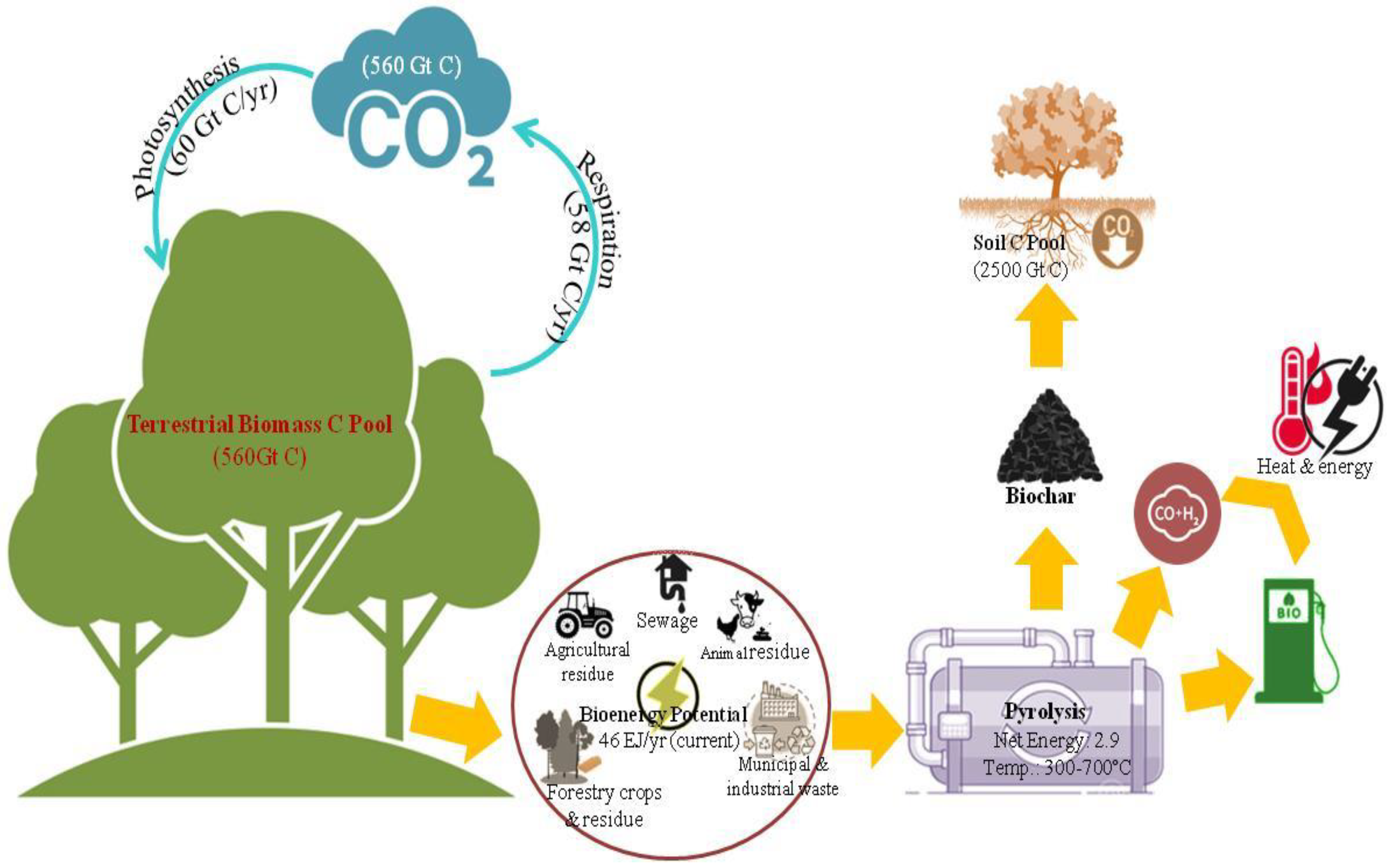 Carbon is unprecedented as far as the elements are concerned