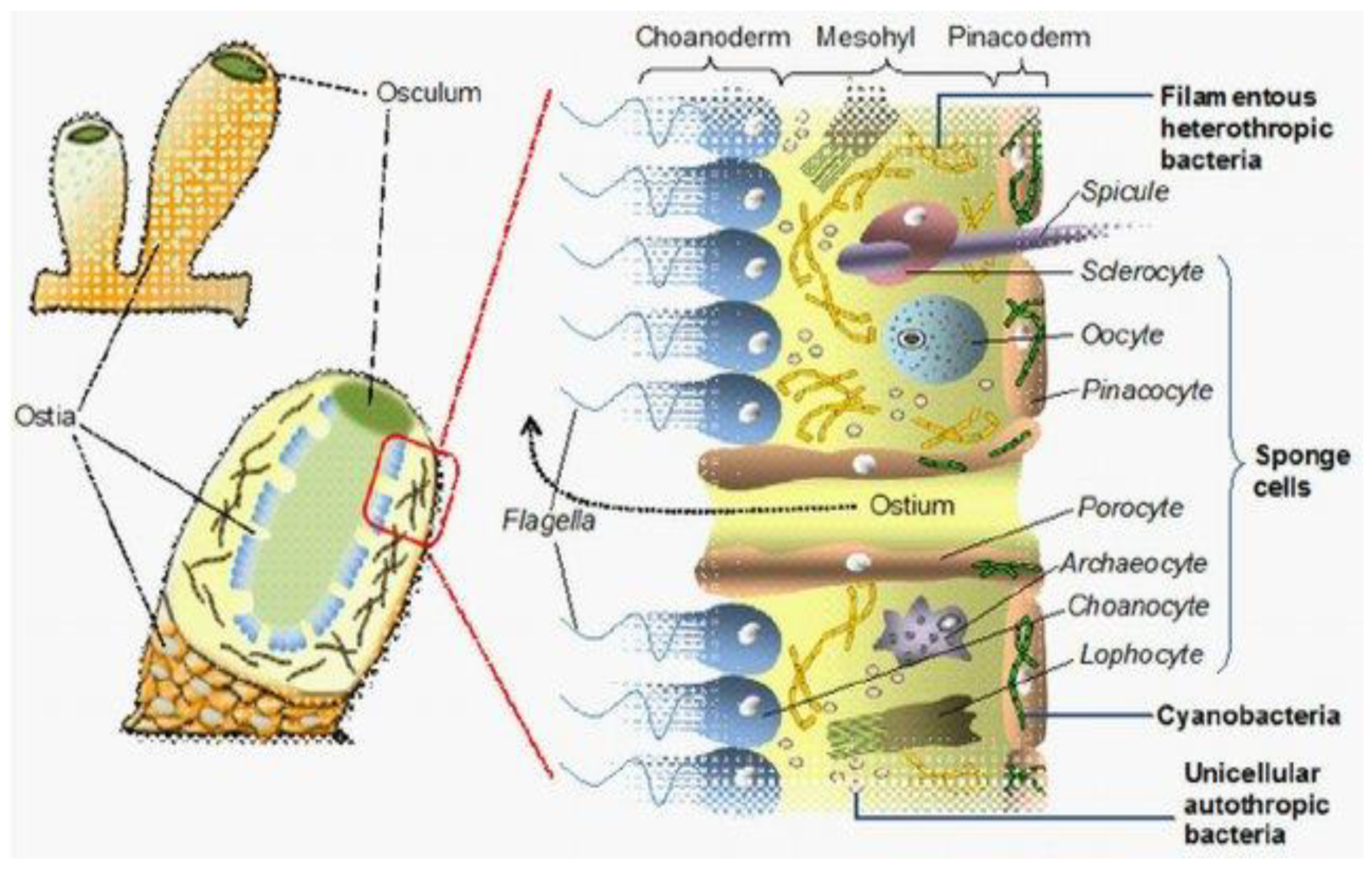 Sponges and bacteria deals