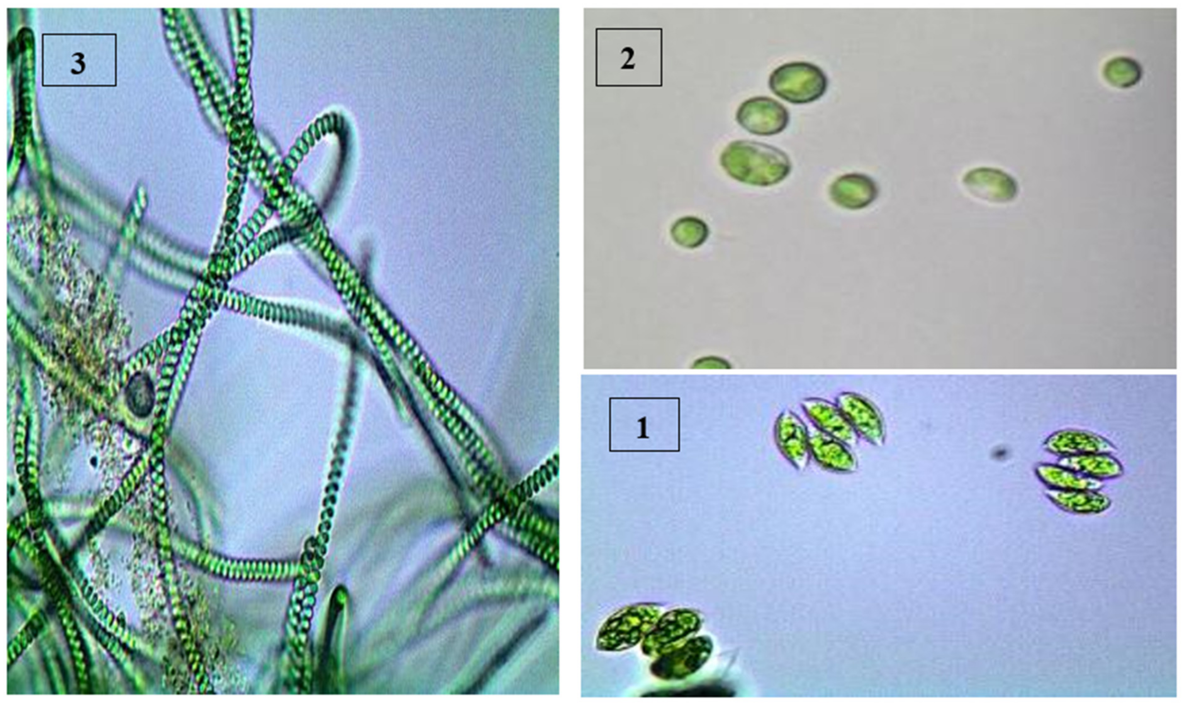 Sustainability 14 07018 g002 Sustainability 14 07018 g002