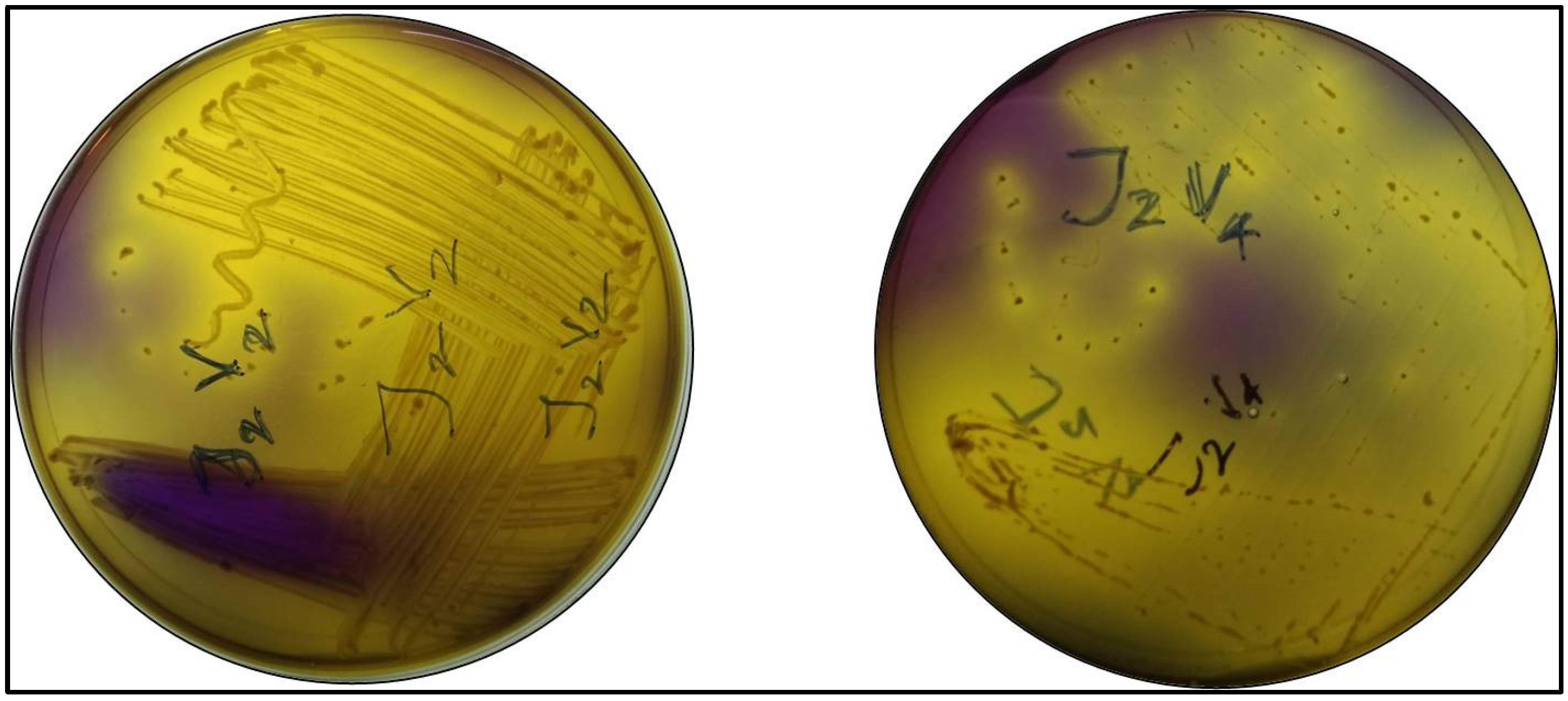 Sustainability 14 07400 g002