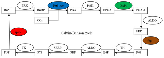 Physiological and Transcriptomic Responses of Illicium