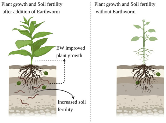 Using Earthworms to Improve Soil Productivity