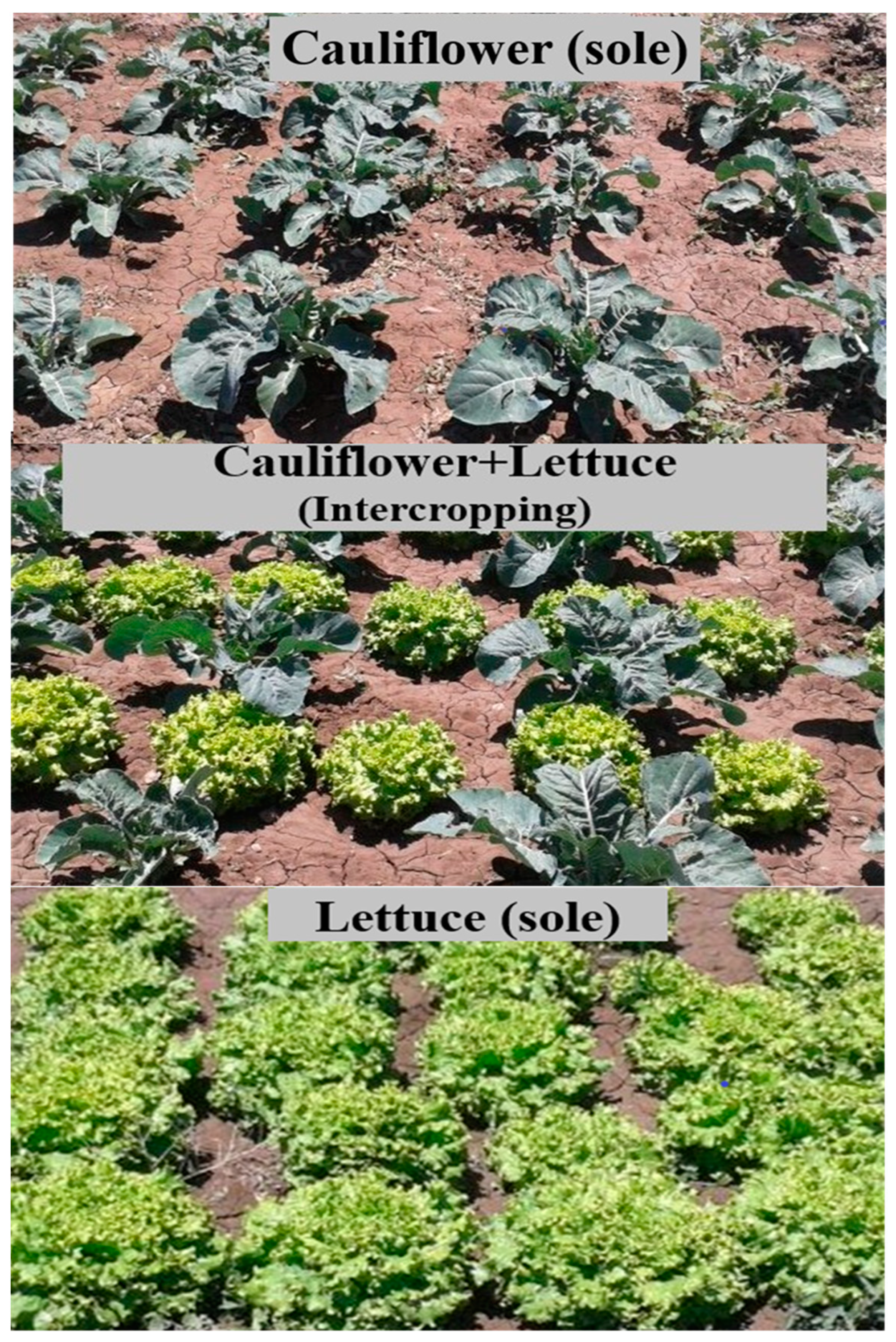 Sustainability 14 07874 g002 550