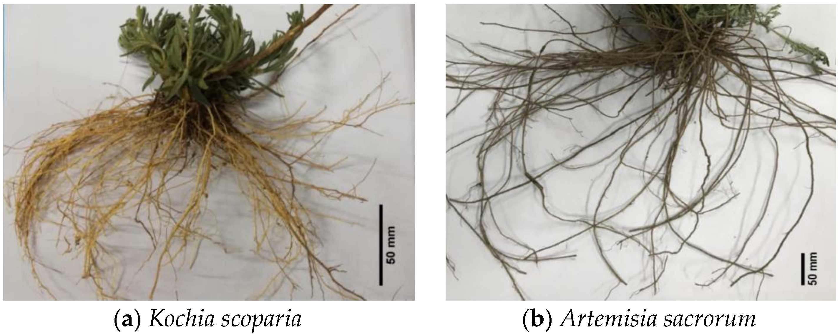 Sustainability 14 08053 g001 Sustainability 14 08053 g001