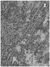 Sustainability 14 08151 i010