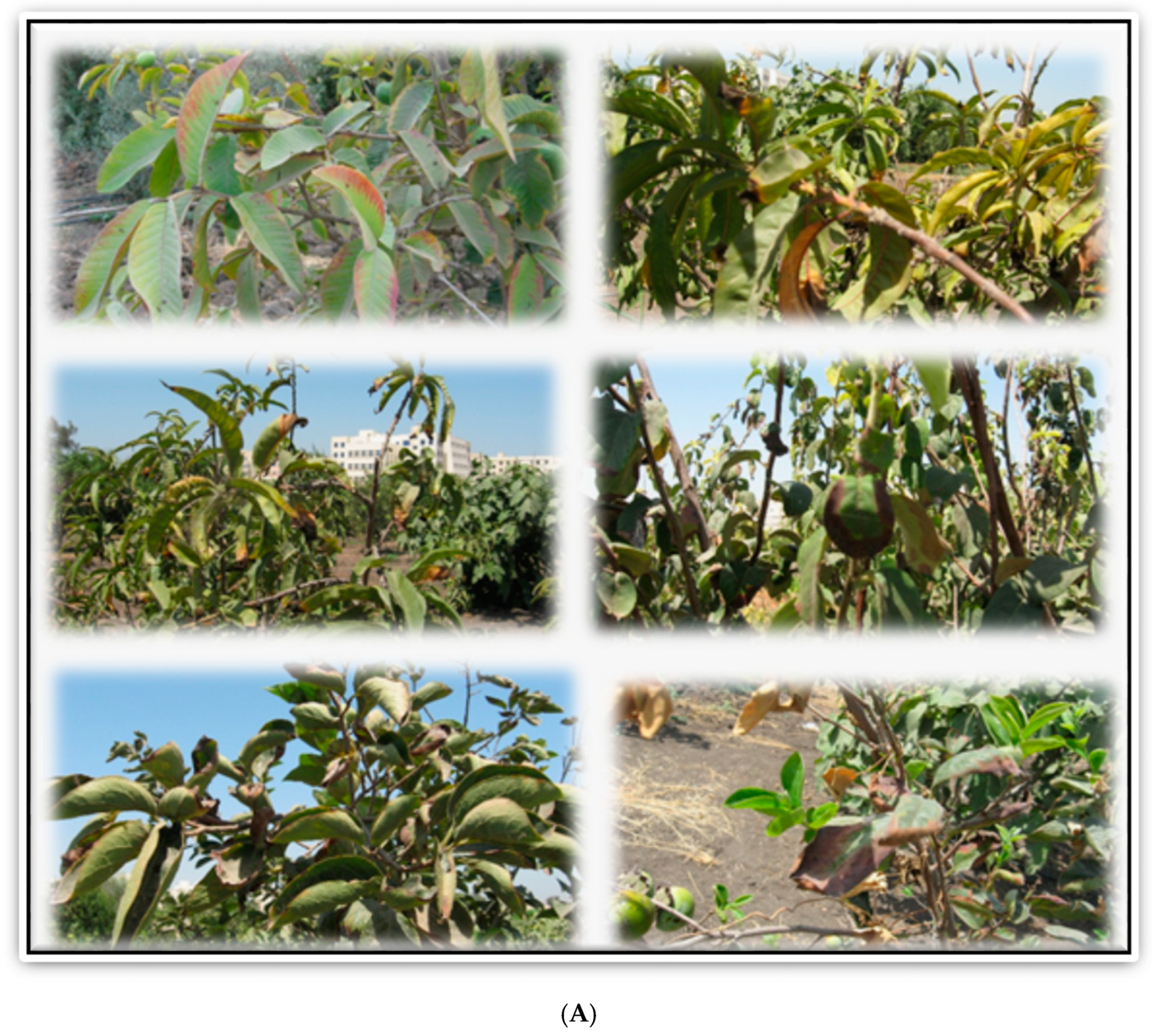 Sustainability 14 08329 g008a Sustainability 14 08329 g008a