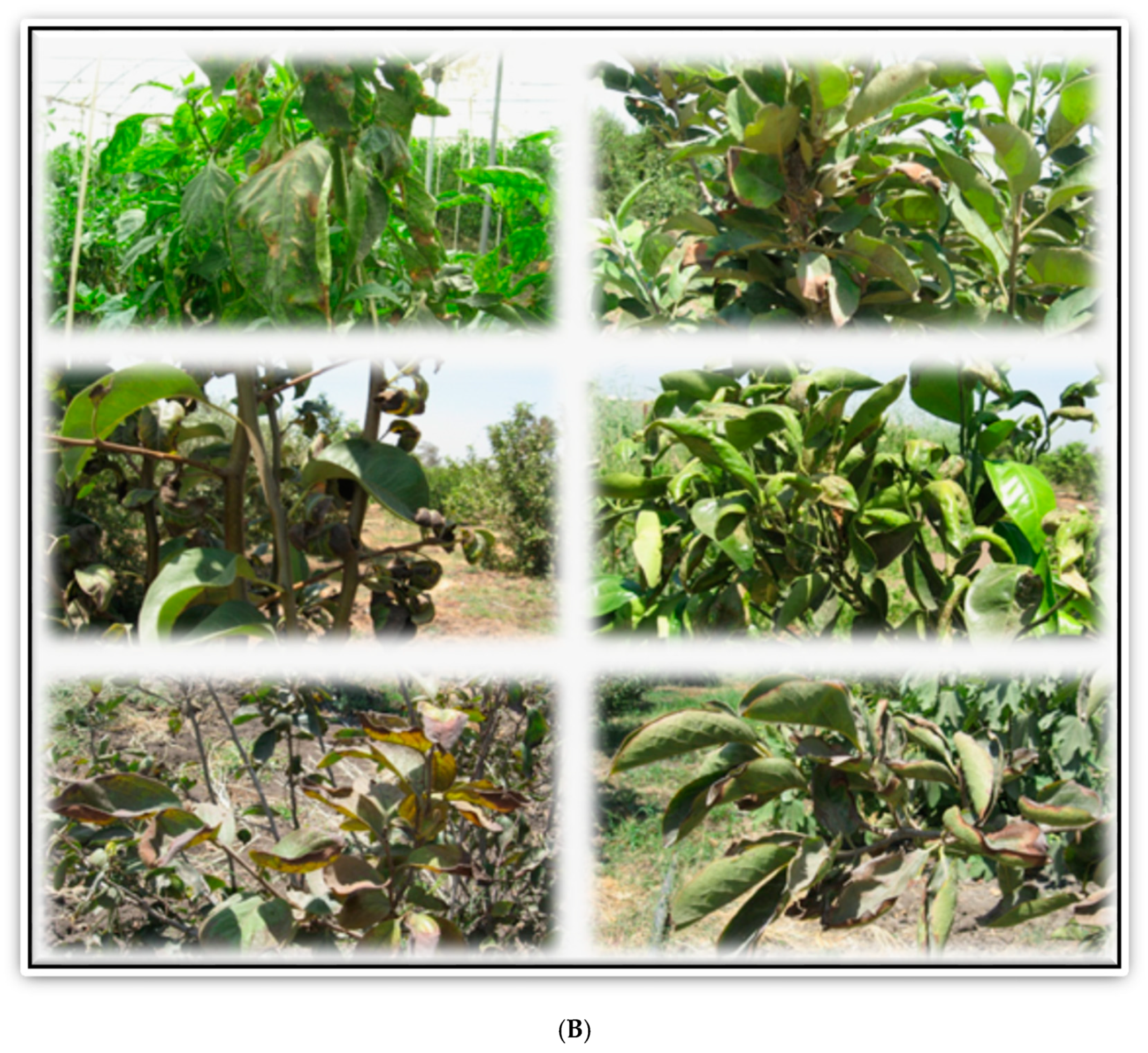 Sustainability 14 08329 g008b Sustainability 14 08329 g008b