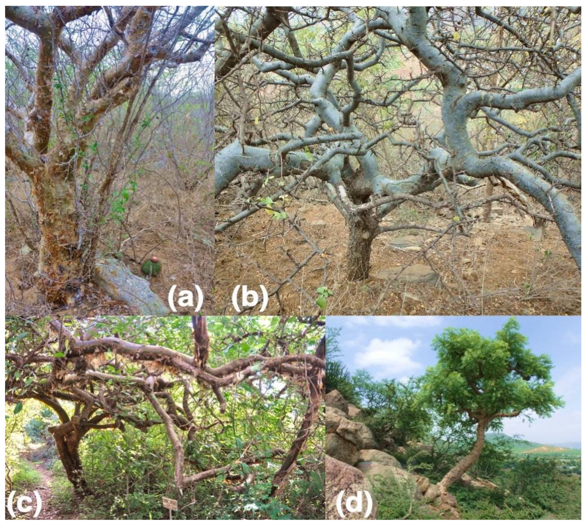 Sustainability 14 08362 g003