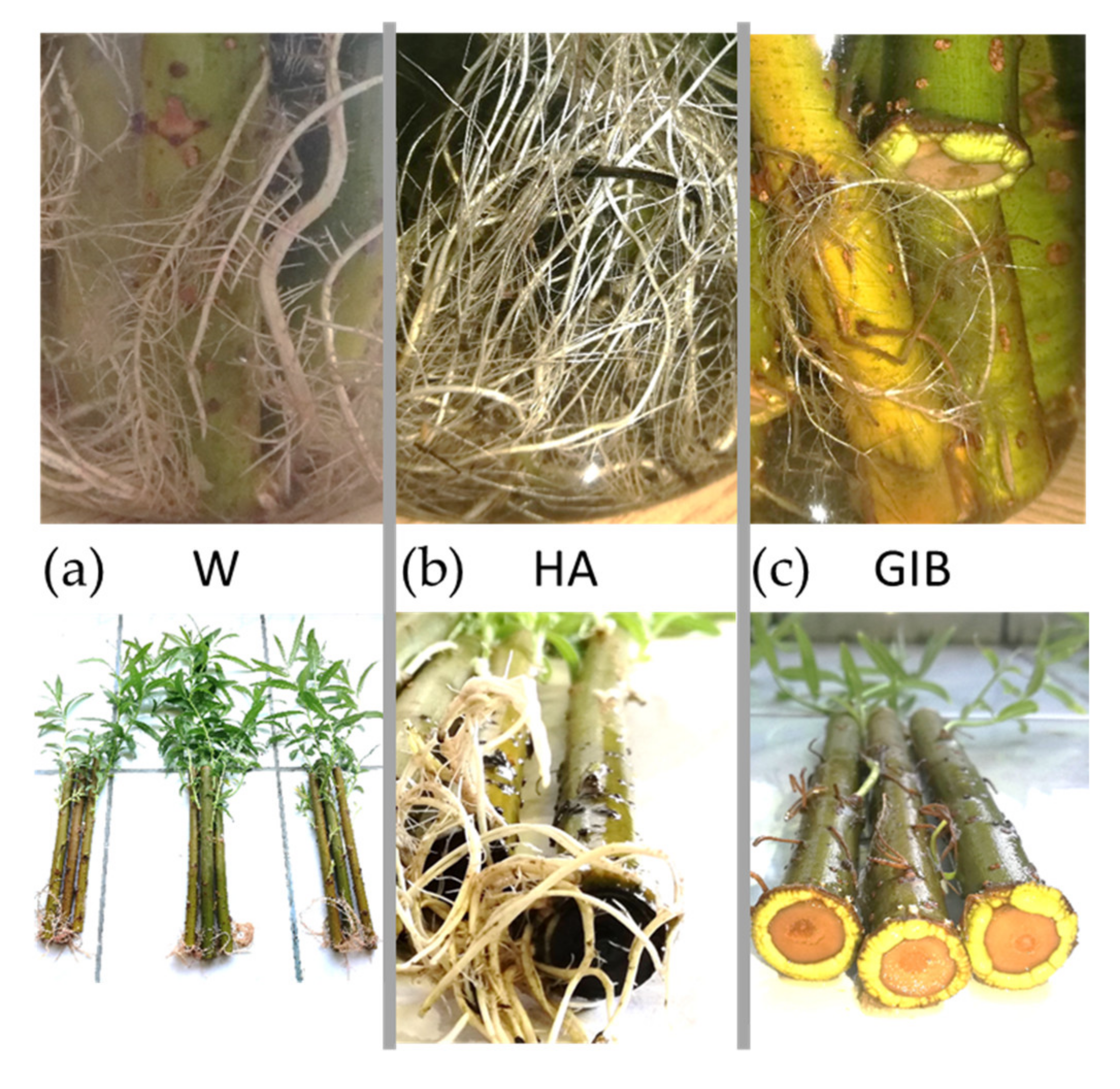 Sustainability 14 09272 g002