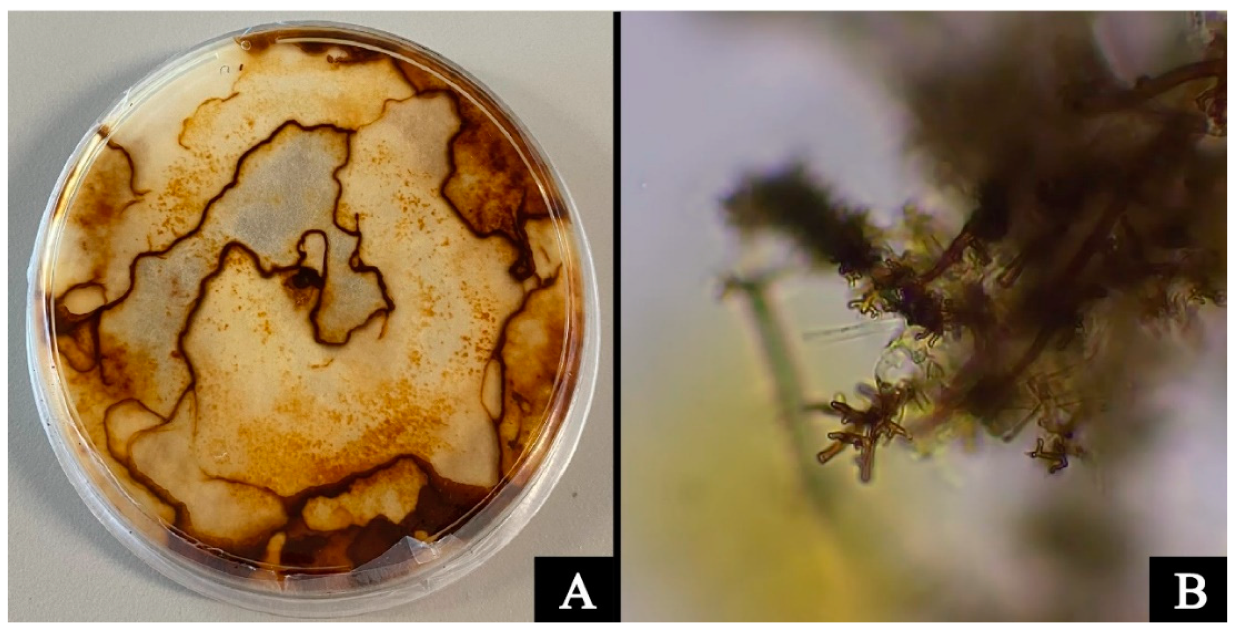 Sustainability 14 09708 g001