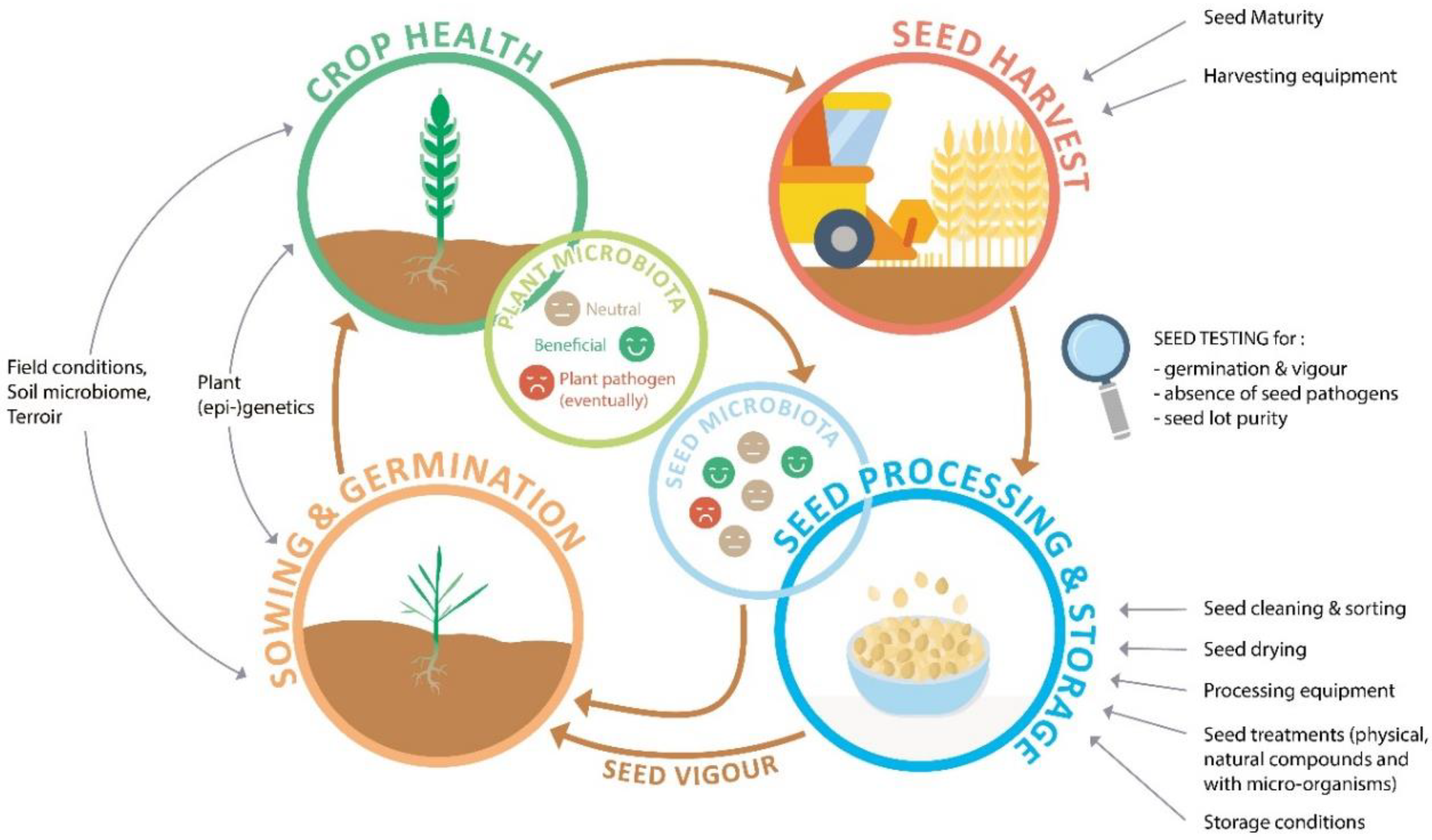 Saving and Reviving Moldy Seeds: Proven Steps to Increase your Chance of Success