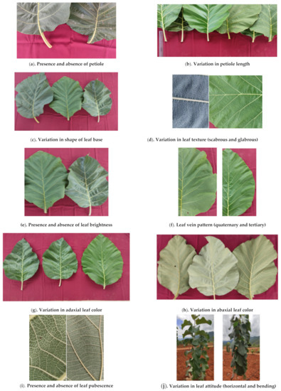 Geometric Teak Leaf Photo Albums | 2 Sizes