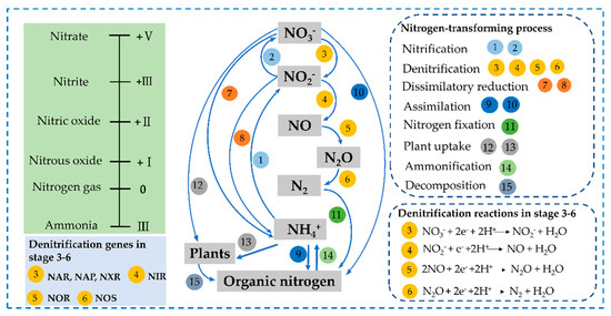 Plant Carbon Sources for Denitrification Enhancement and Its