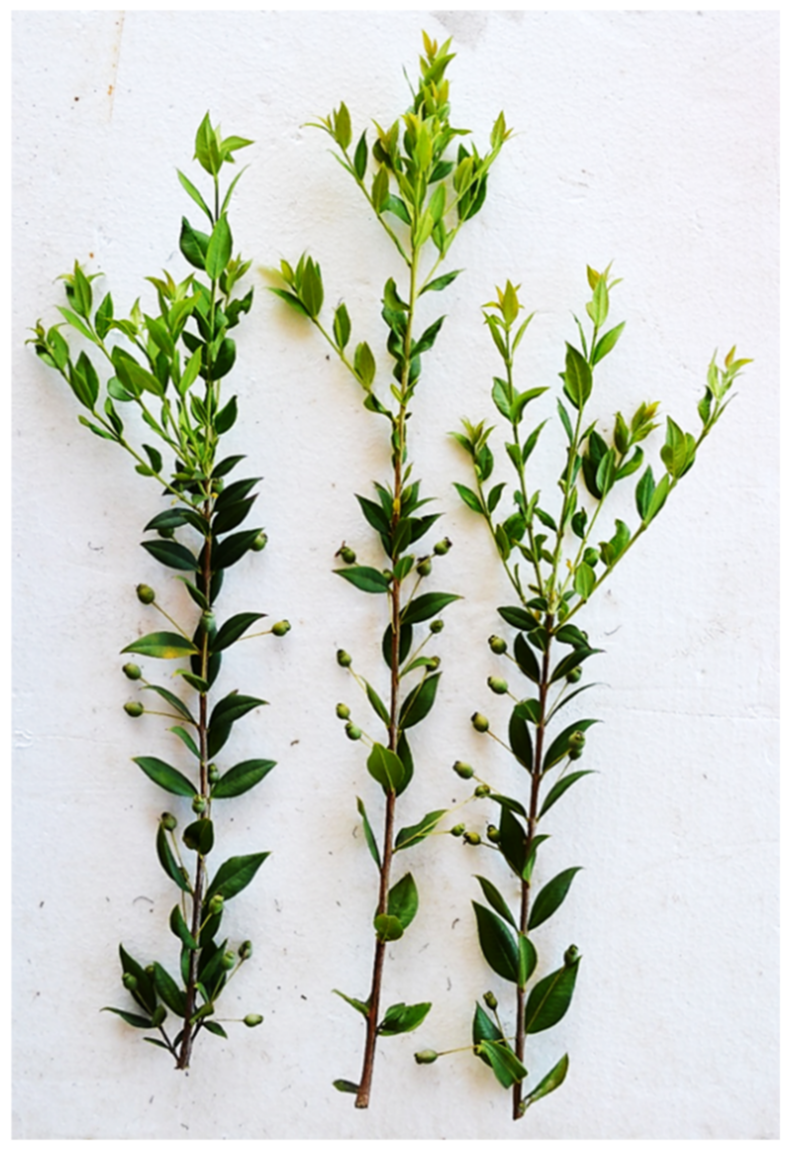 Sustainability 14 13210 g008 Sustainability 14 13210 g008