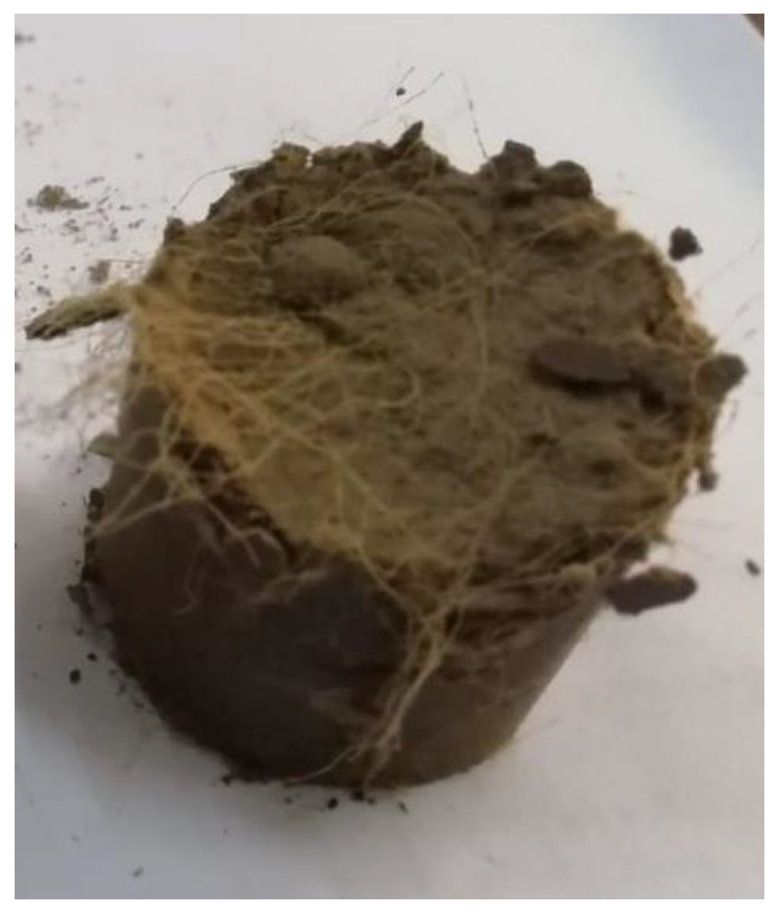 Sustainability 14 13215 g006 Sustainability 14 13215 g006