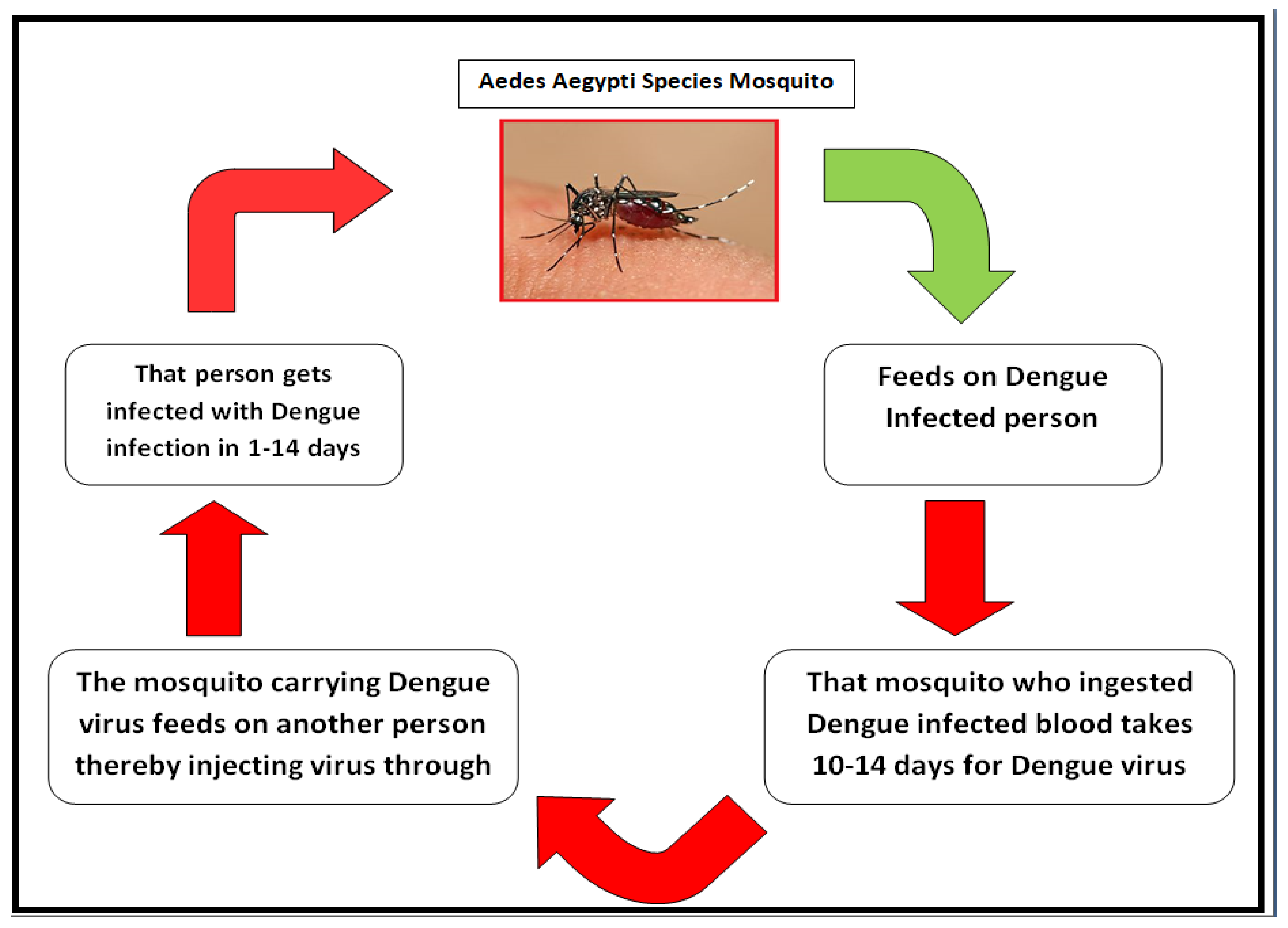 dengue research papers