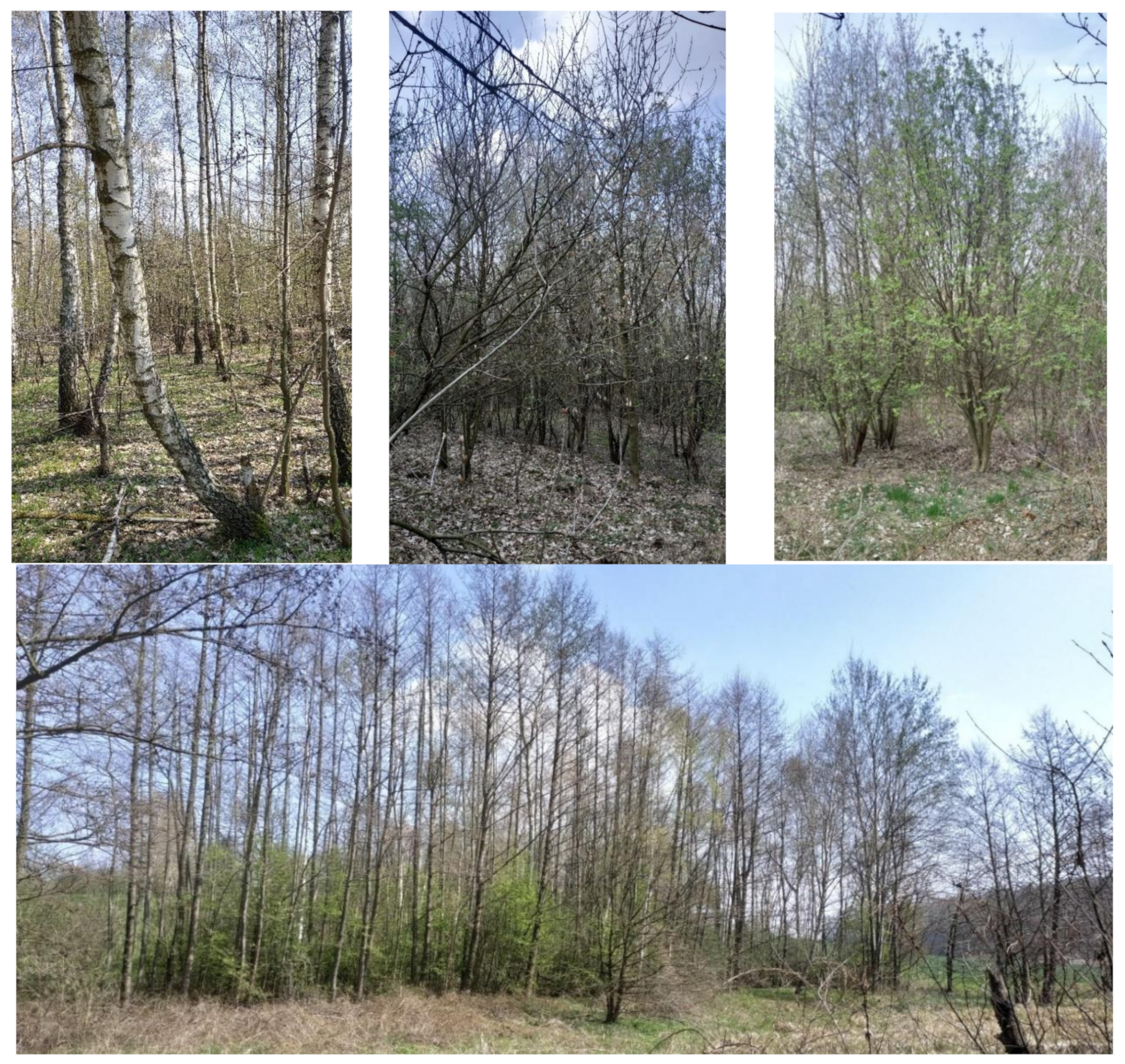 Sustainability 14 14110 g002 Sustainability 14 14110 g002