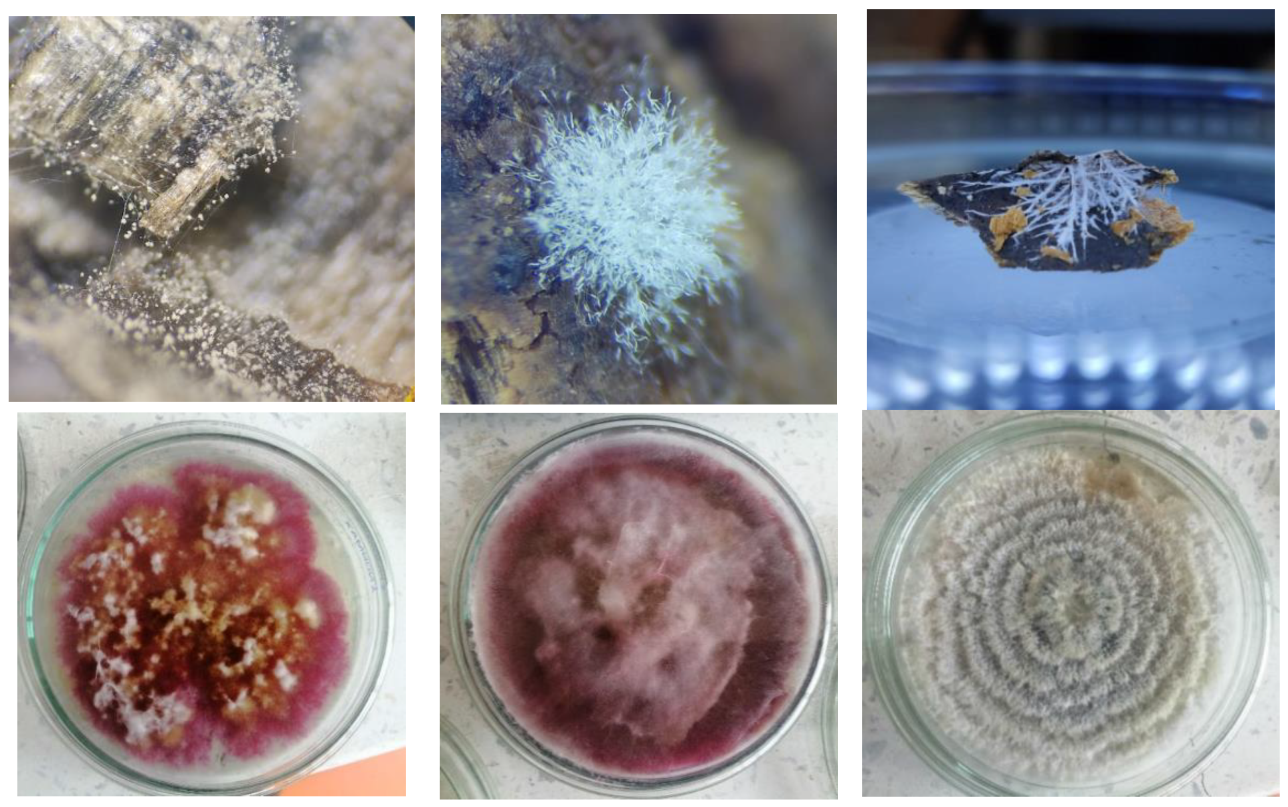 Sustainability 14 14683 g001