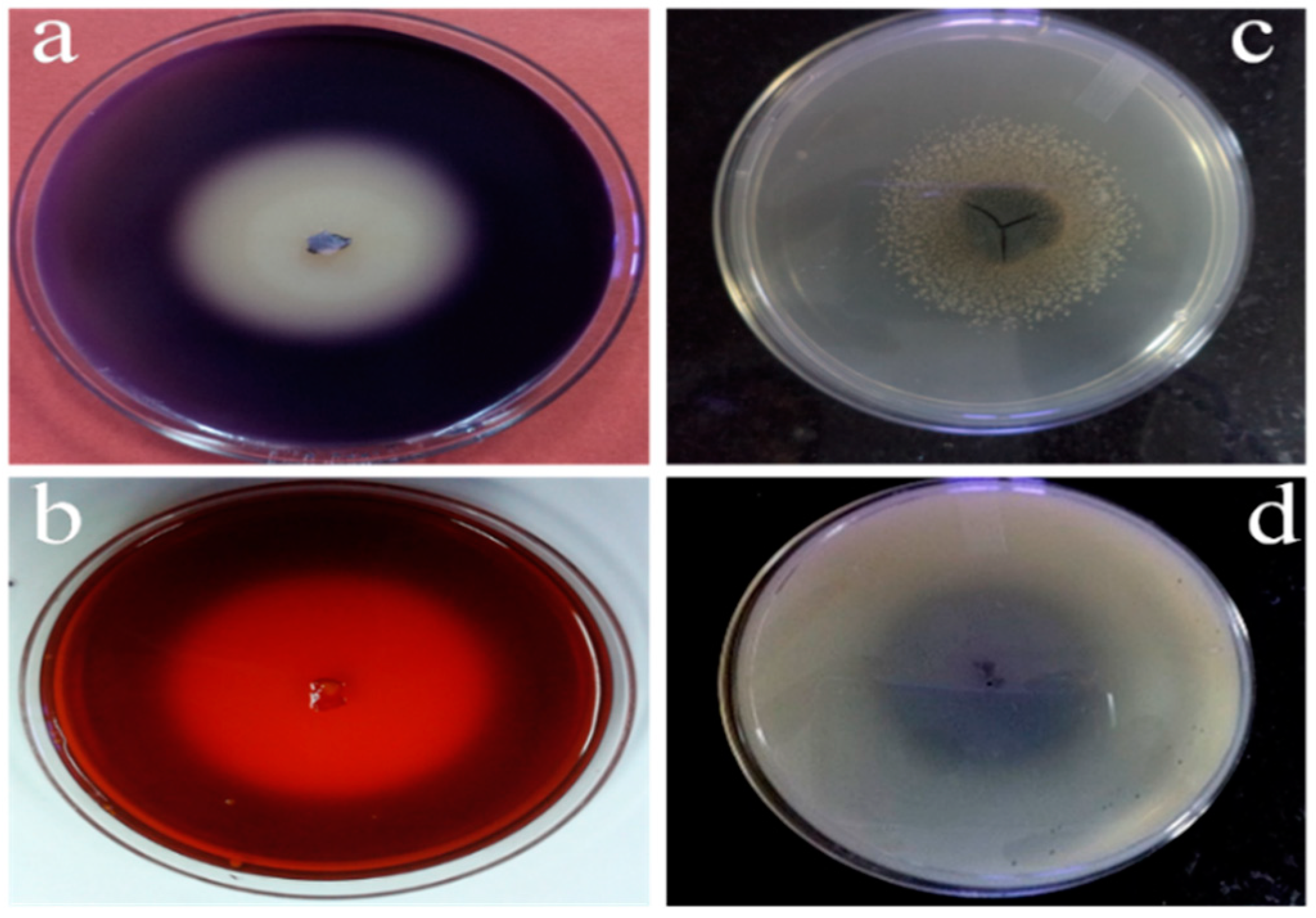 Sustainability 14 14814 g005