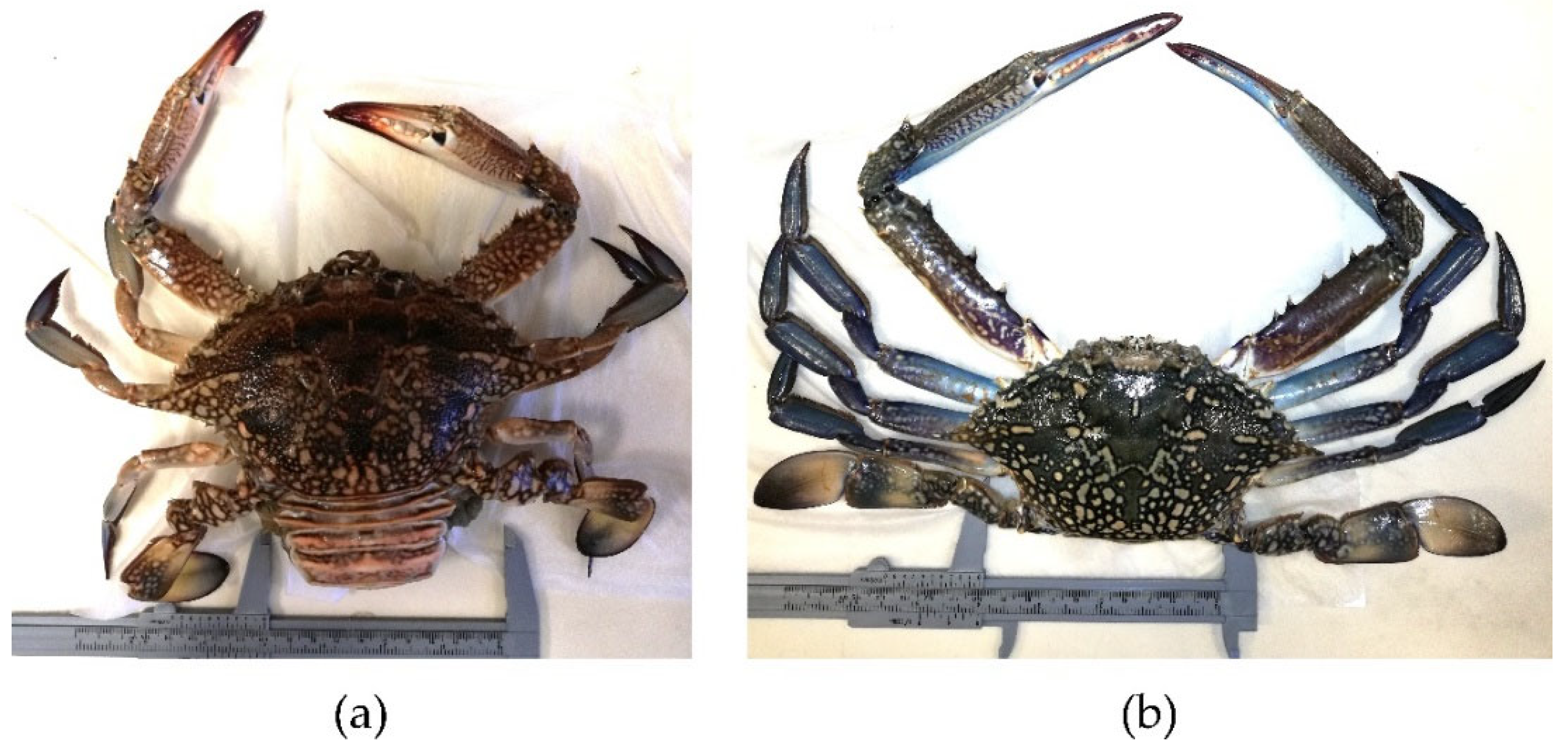 Sustainability 14 15202 g003 Sustainability 14 15202 g003