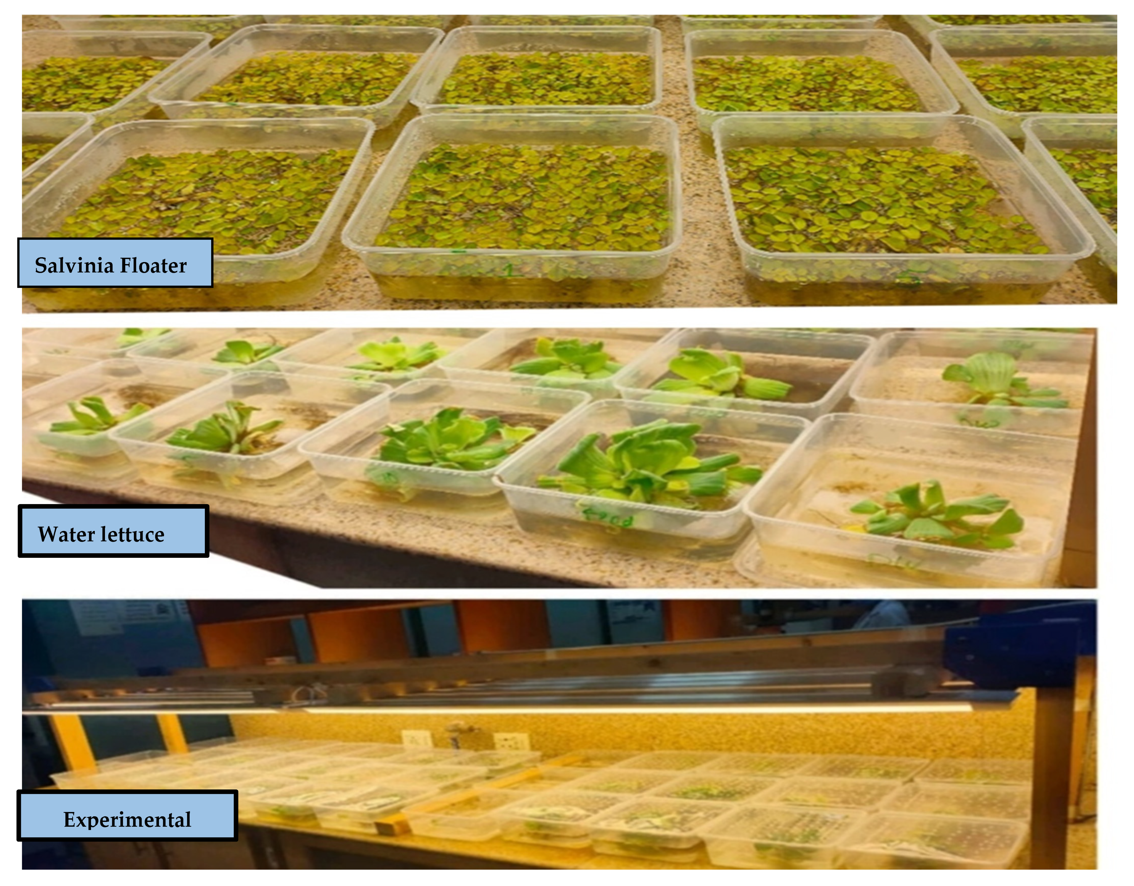 Sustainability 14 16415 g001