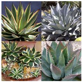 Sustainability 14 16718 i001