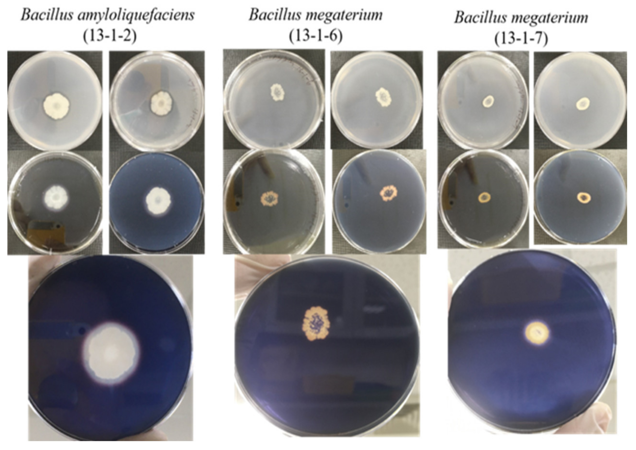 Sustainability 14 16724 g004