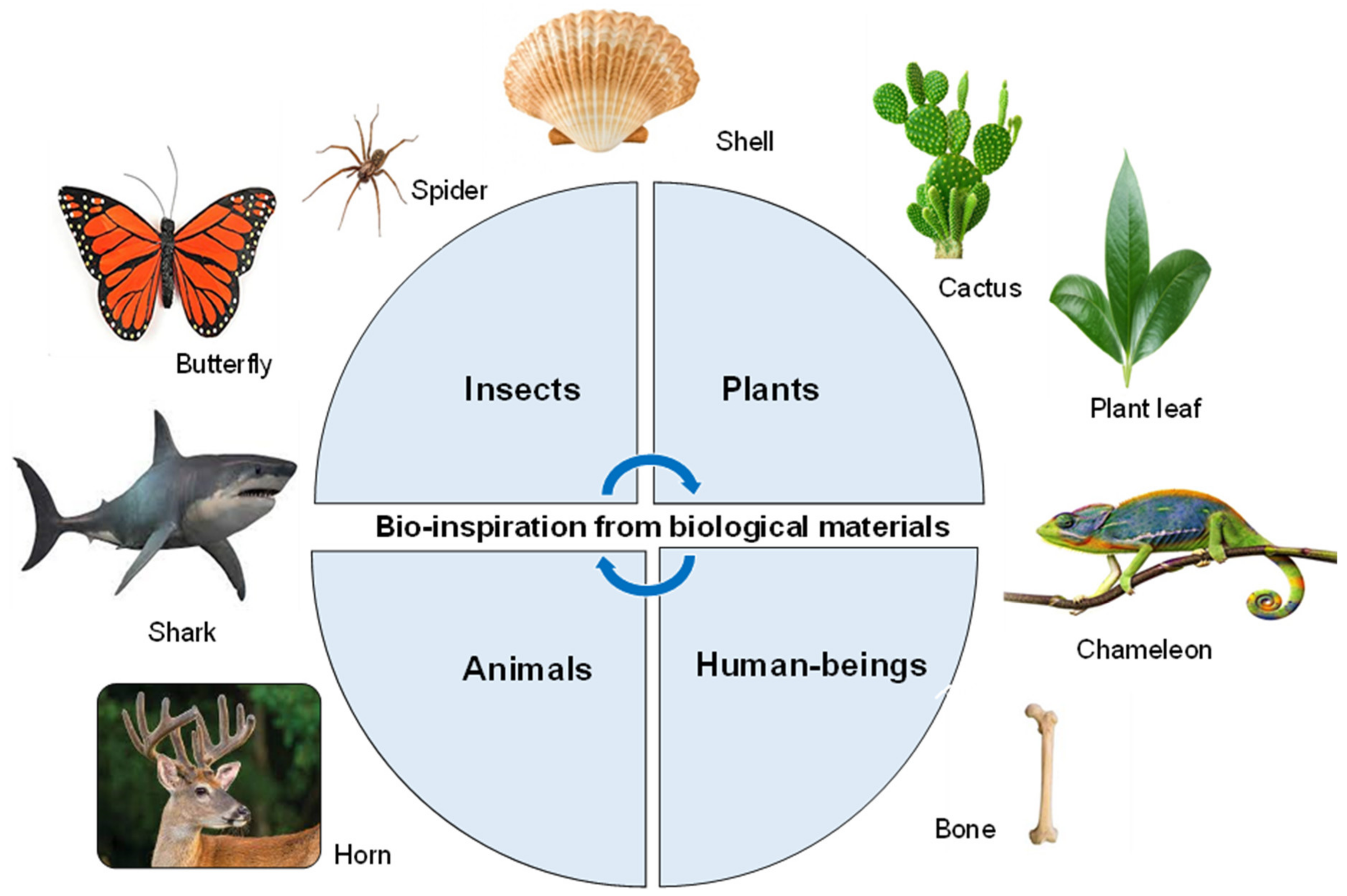 Review on Recent Developments in Bioinspired-Materials for 