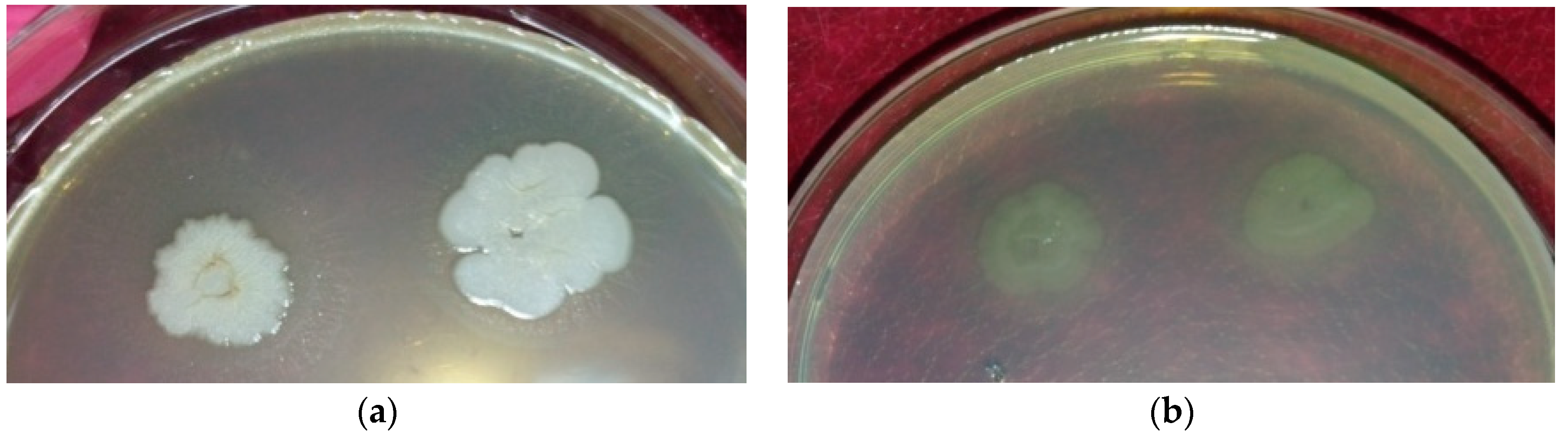 Sustainability 15 00051 g003