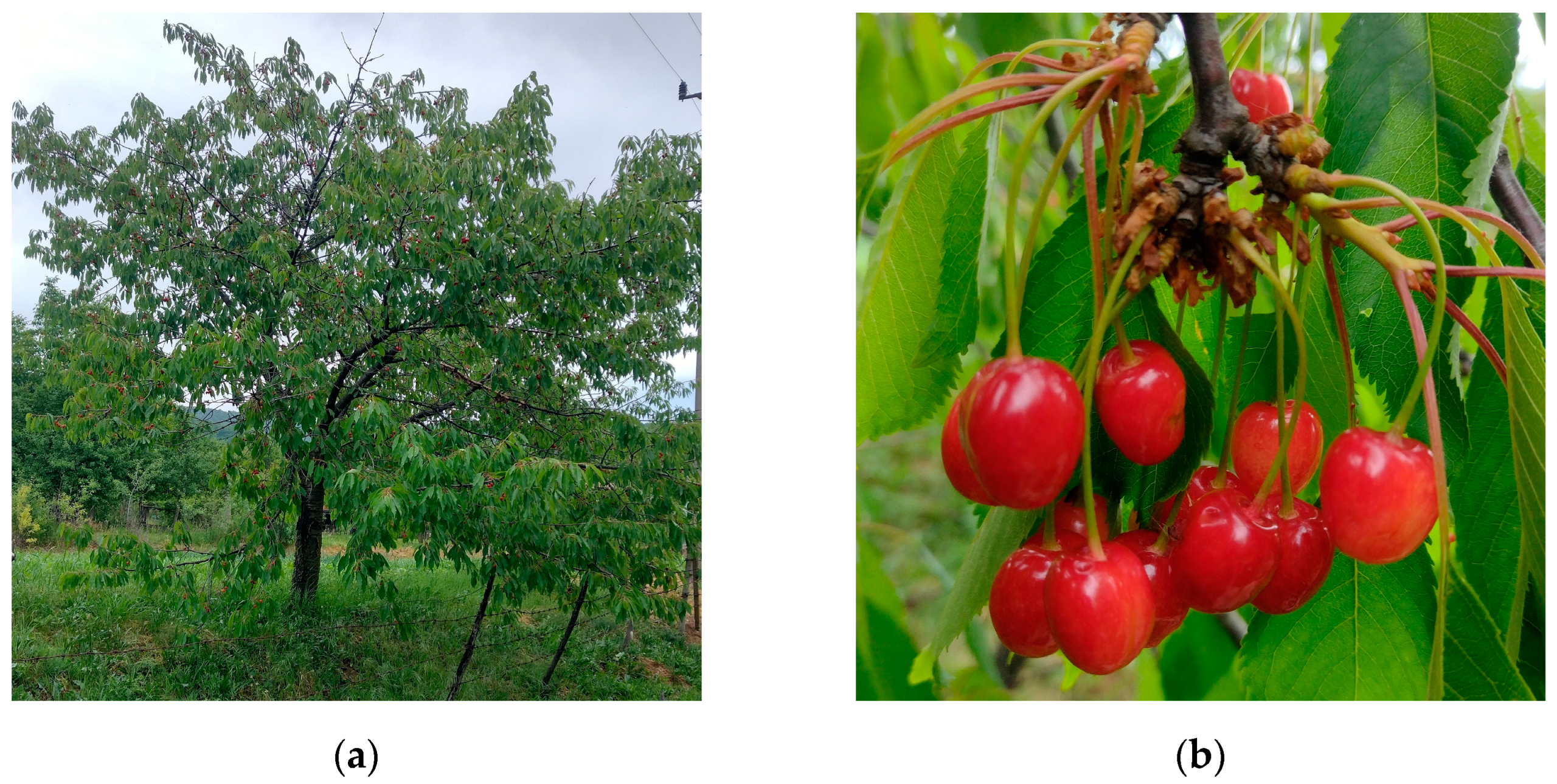 Sustainability 15 00174 g001