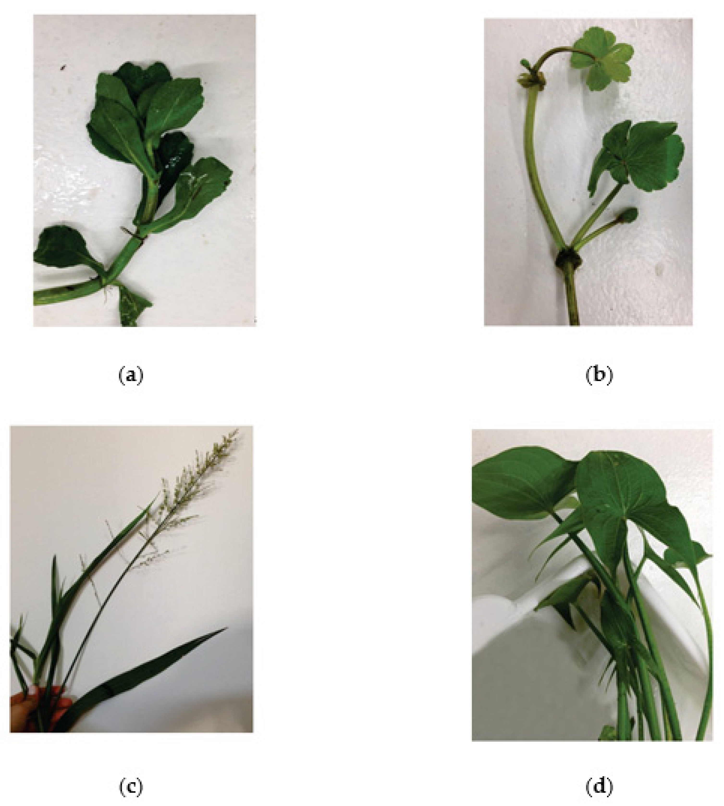 Sustainability 15 00419 g001