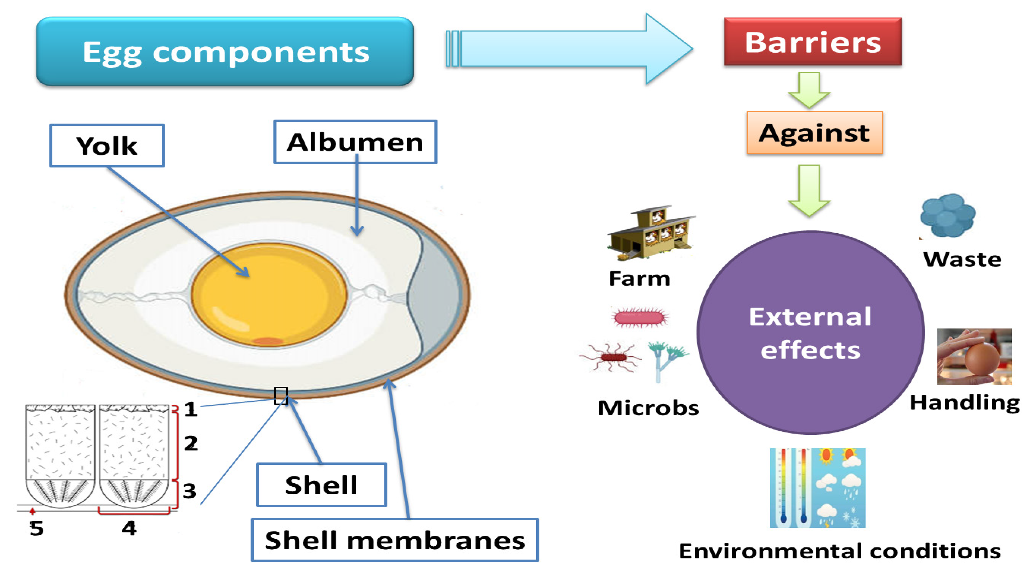 Egg-cellent Explosion! Uncovering The Hidden Chemistry Of Sunny Eggs