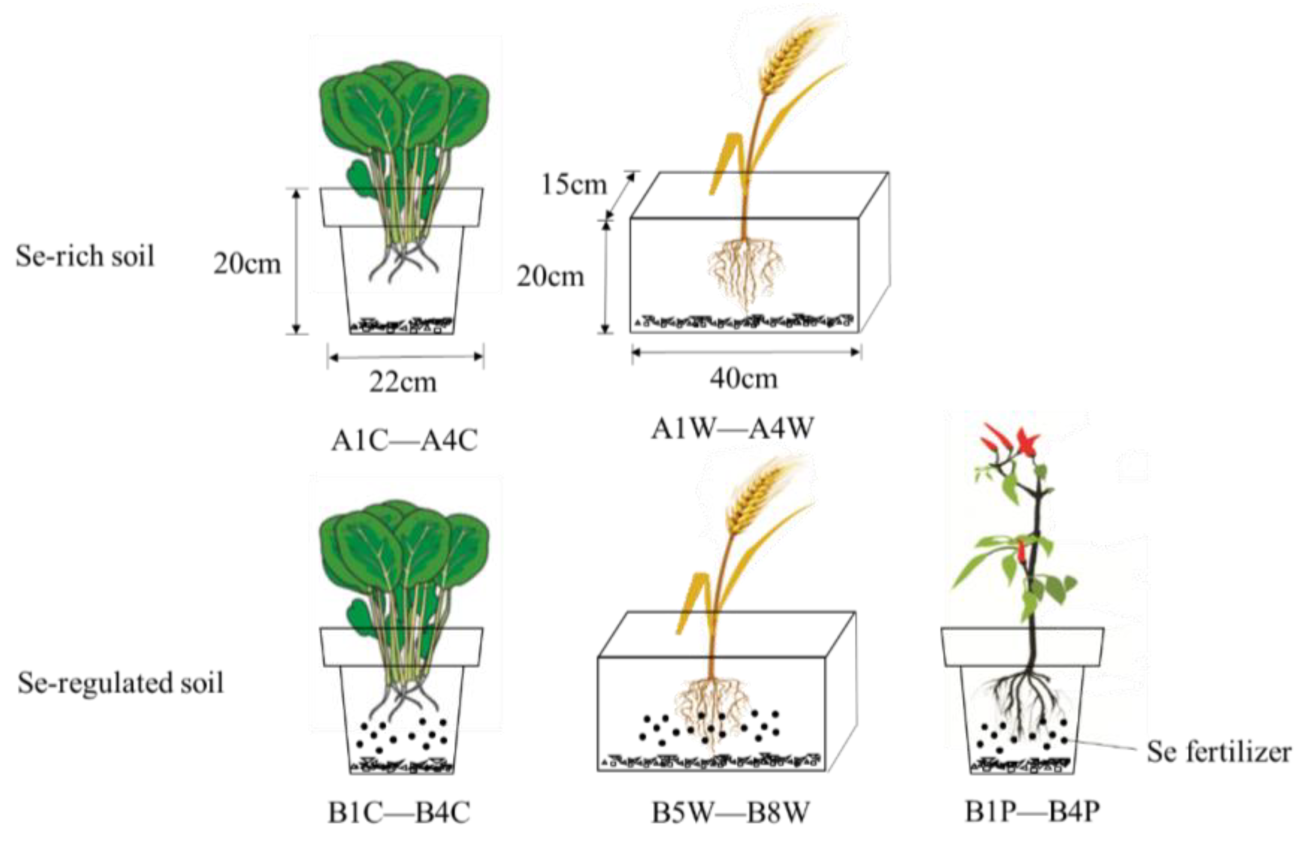 Study on the Migration and Accumulation of Selenium between Study on the Migration and Accumulation of Selenium between