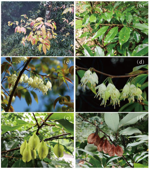 Assessing the Potential Distribution of a Vulnerable Tree under