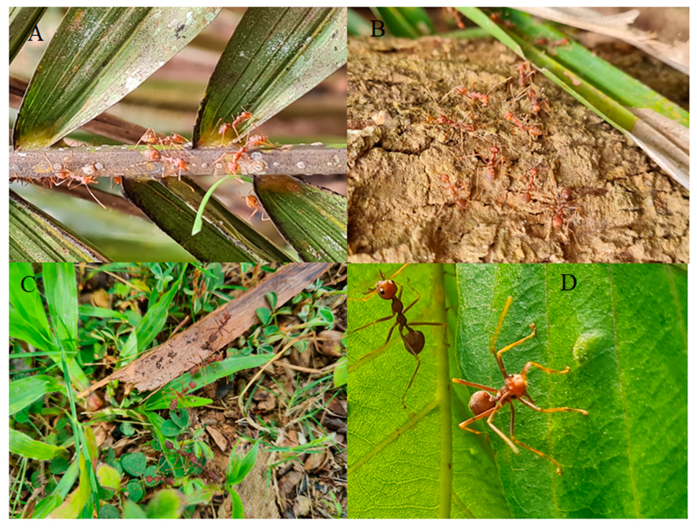 A black-and-red stick insect from the Philippines – observations