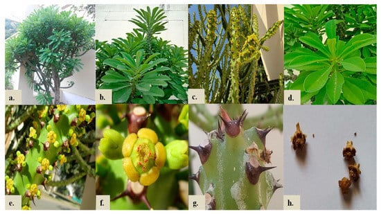 Morphology of Euphorbia atoto: A. Living plant. B. Branch. C.