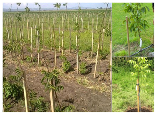 Organic Walnut Cultivation in Intensive and Super-Intensive