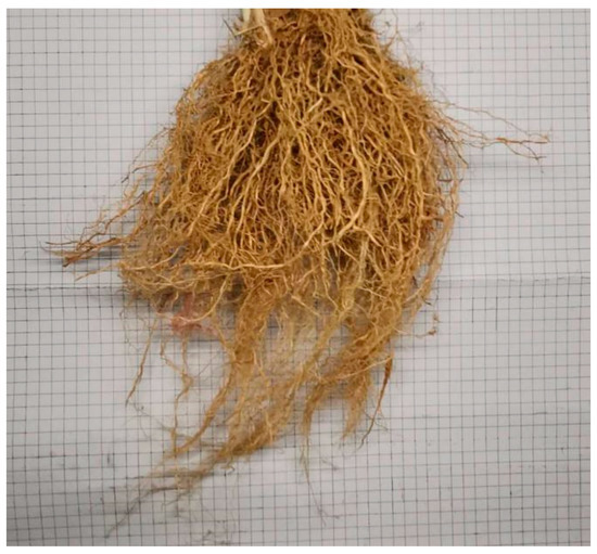 Sustainability Free FullText Influence of Vetiver Root Morphology