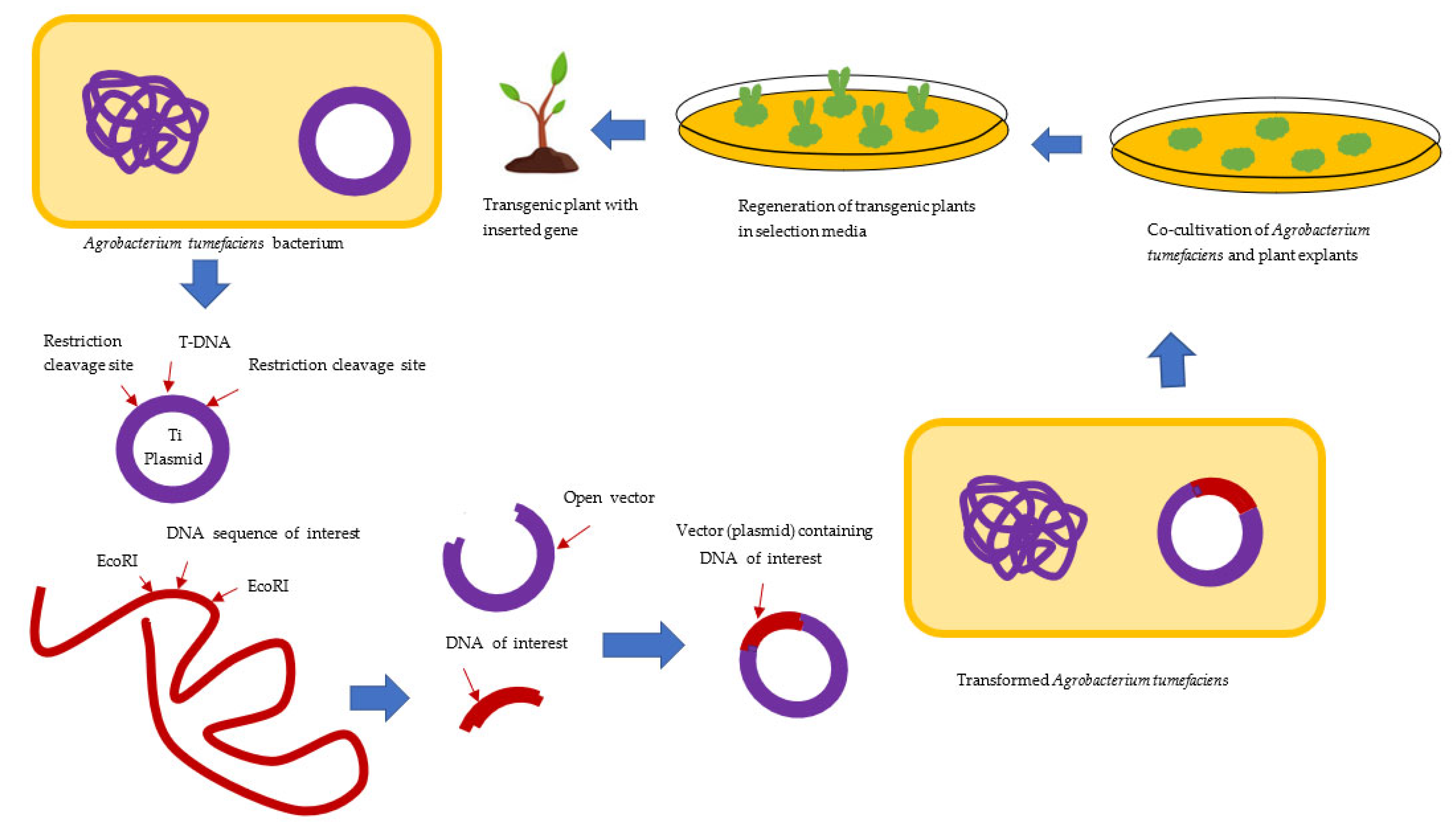 Assessment of Benefits and Risk of Genetically Modified Plants and 