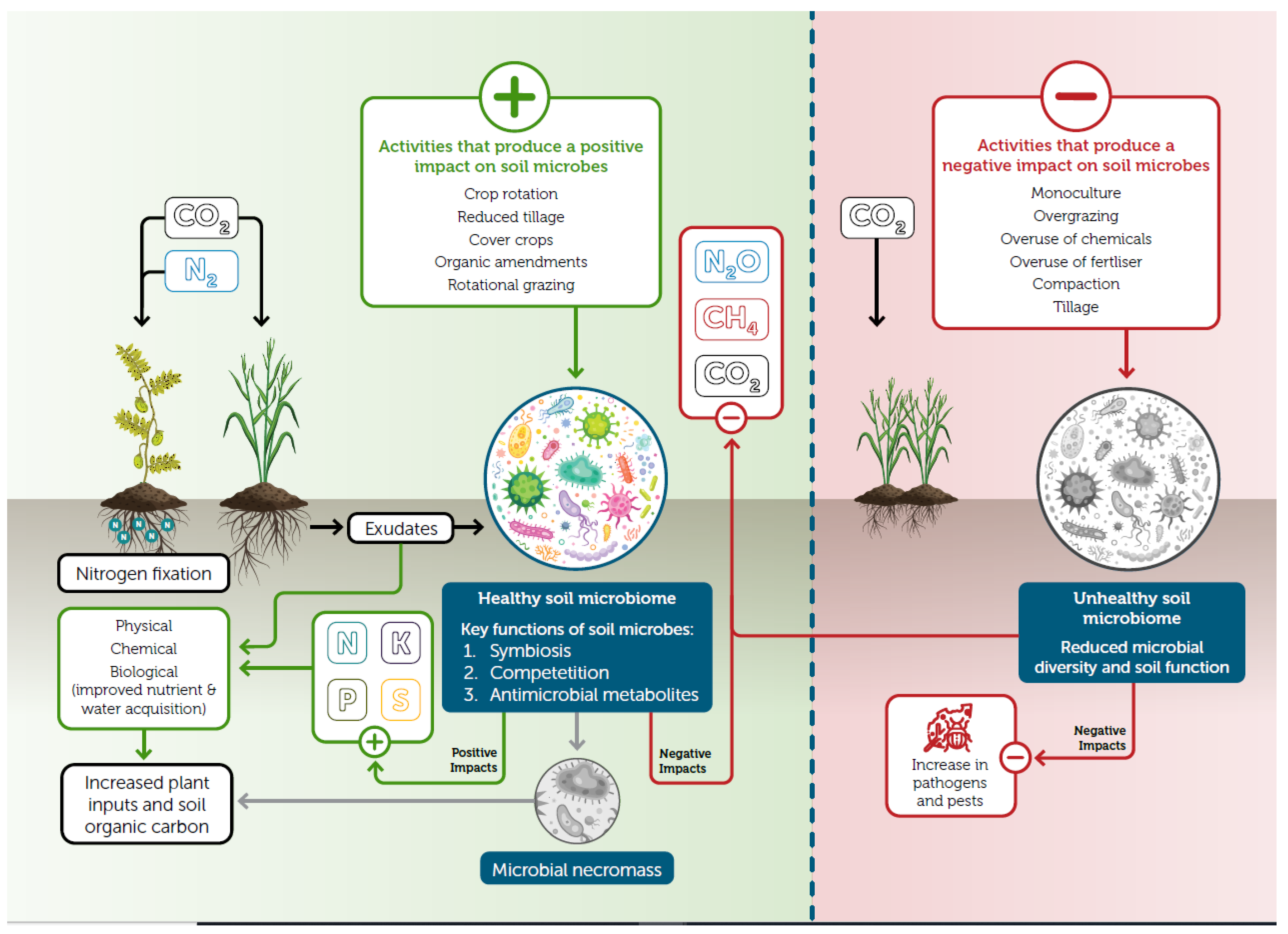 Frontiers Publishing Partnerships  Changes in Soil Phosphorus Pools in  Long-Term Wheat-Based Rotations in Saskatchewan, Canada With and Without  Phosphorus Fertilization